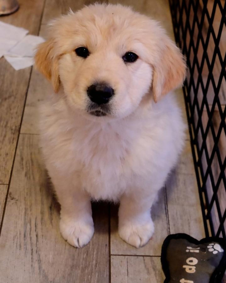 Enlarge Maui , a ADOPTABLE mixed breed in Kiowa, OK image 2/5