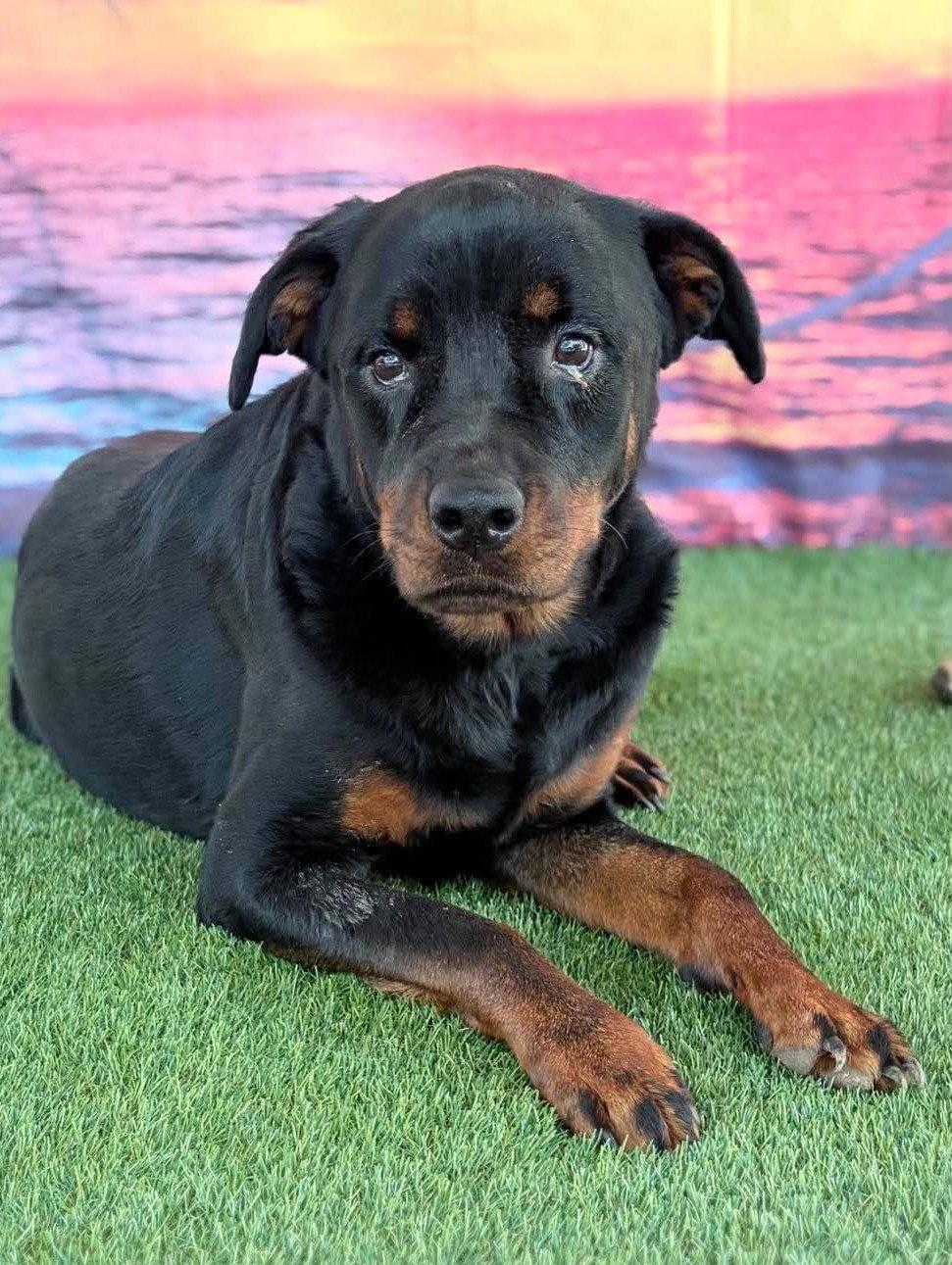 Delilah, Adoptable, Young Female Rottweiler.