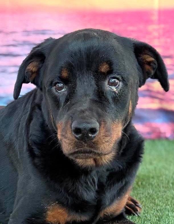 Enlarge Delilah, a Adoptable Rottweiler in Hillsboro, NH image 2/2