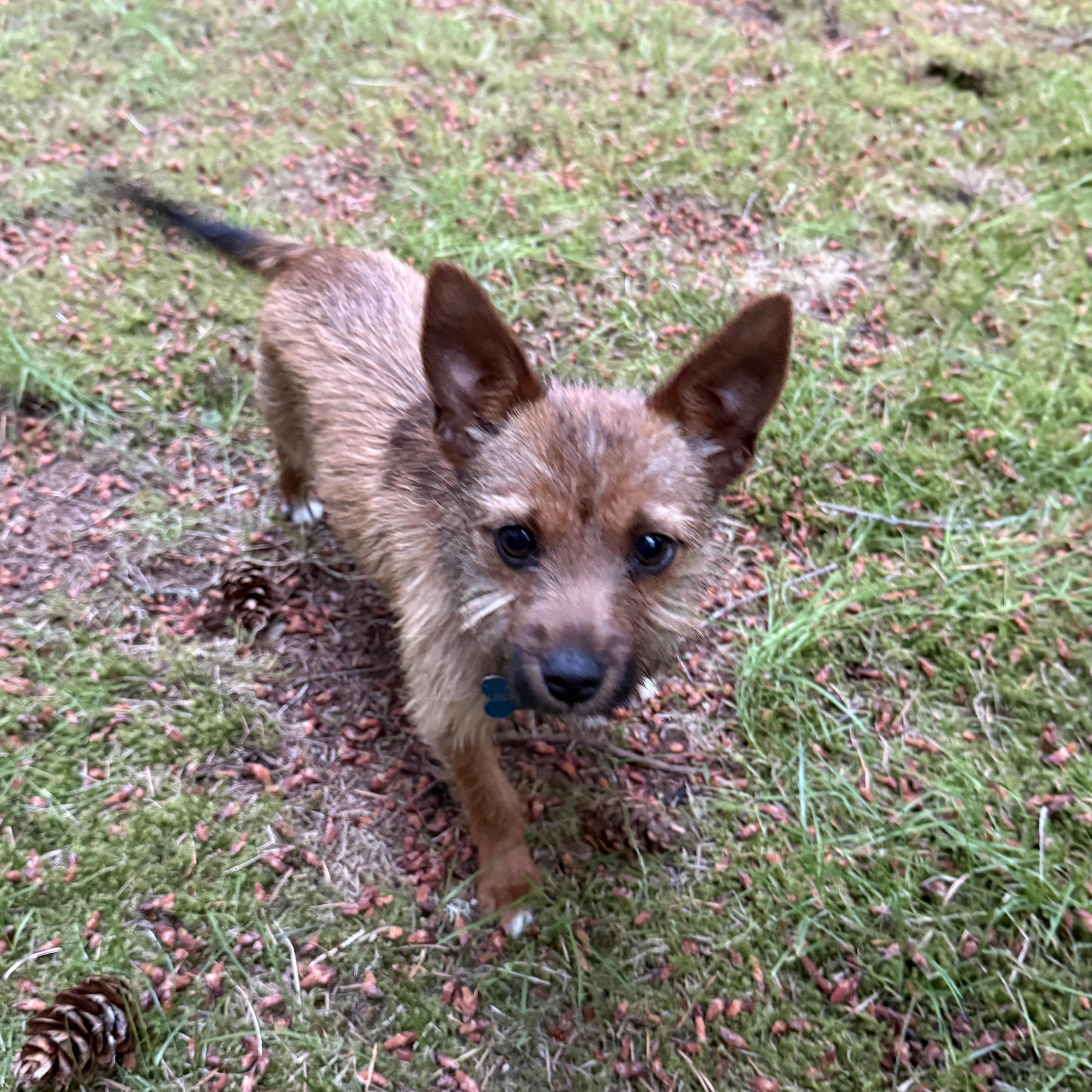 Copper, ADOPTABLE, Young Male Terrier.