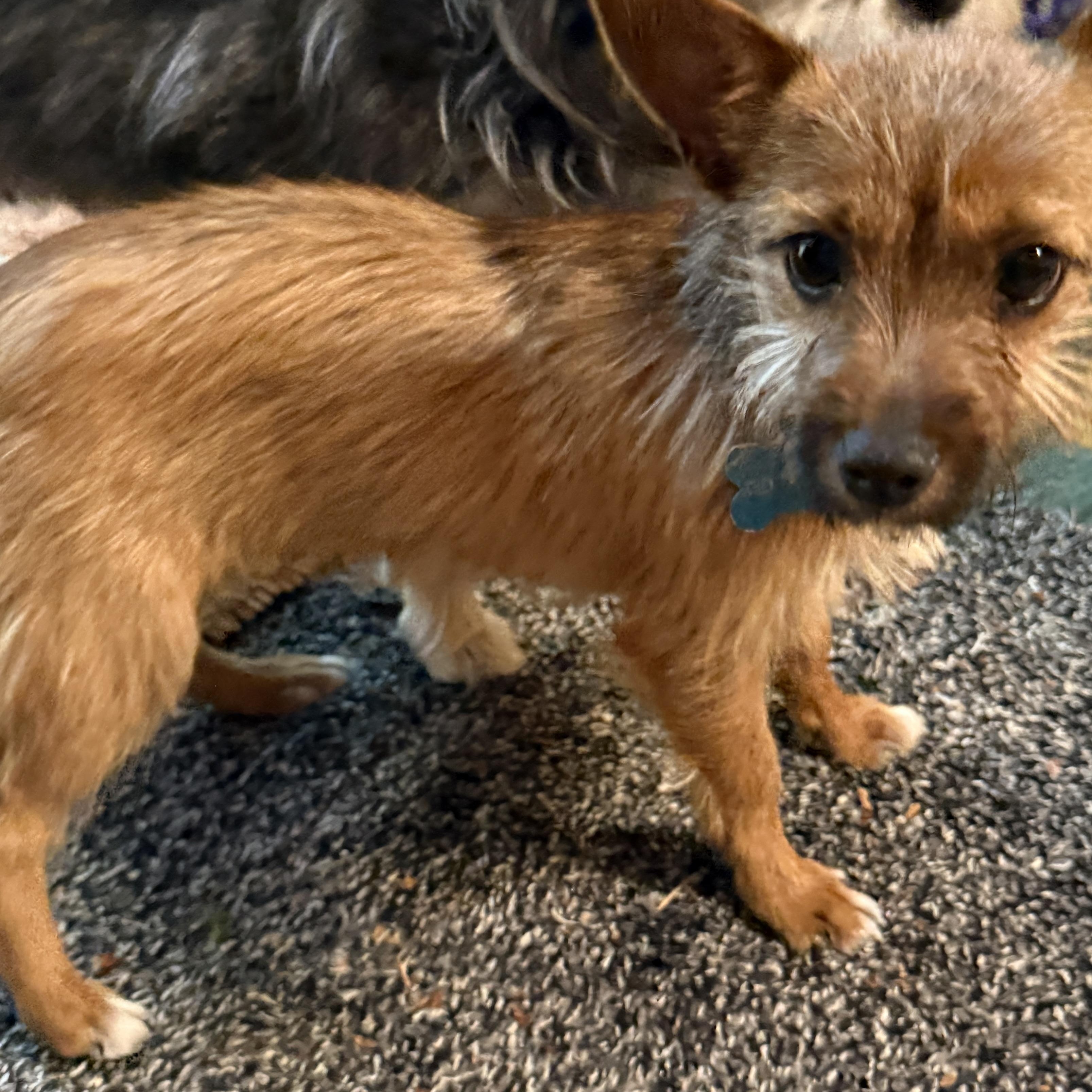 Copper, a ADOPTABLE mixed breed in Gig Harbor, WA image 2/2