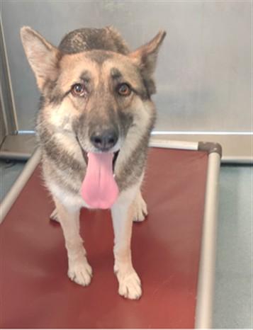 Enlarge DAKOTA, a Adoptable German Shepherd Dog in Baldwin Park, CA image 1/1