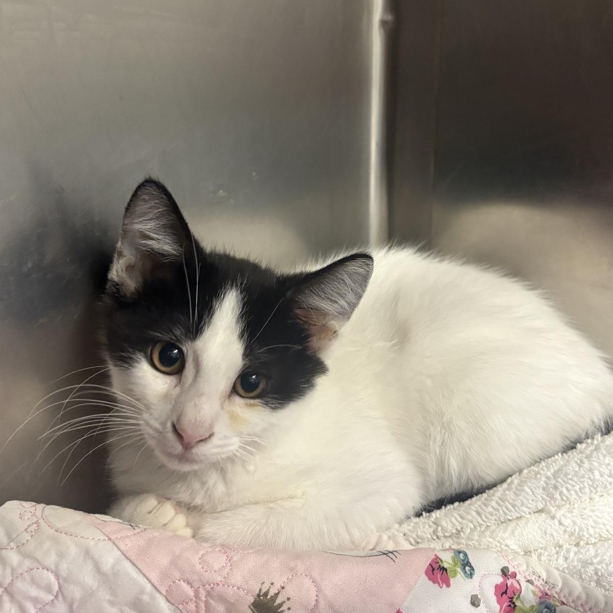 Paloma, ADOPTABLE, Kitten Male Domestic Short Hair.
