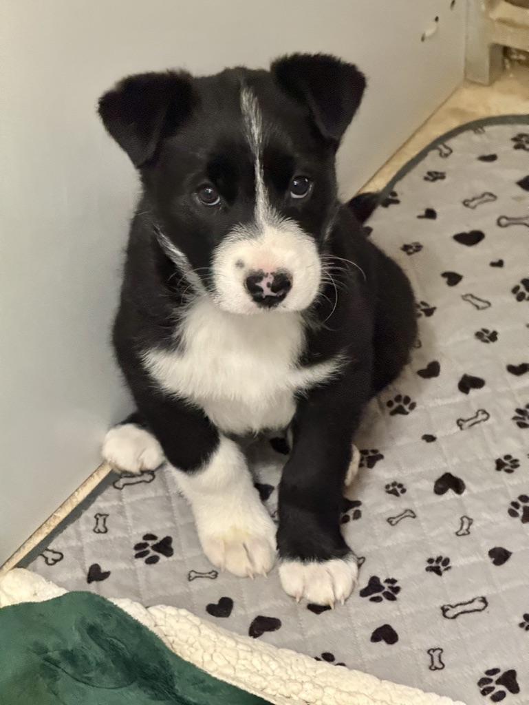 Enlarge Archie, an adopted Mixed Breed in Albuquerque, NM image 1/1