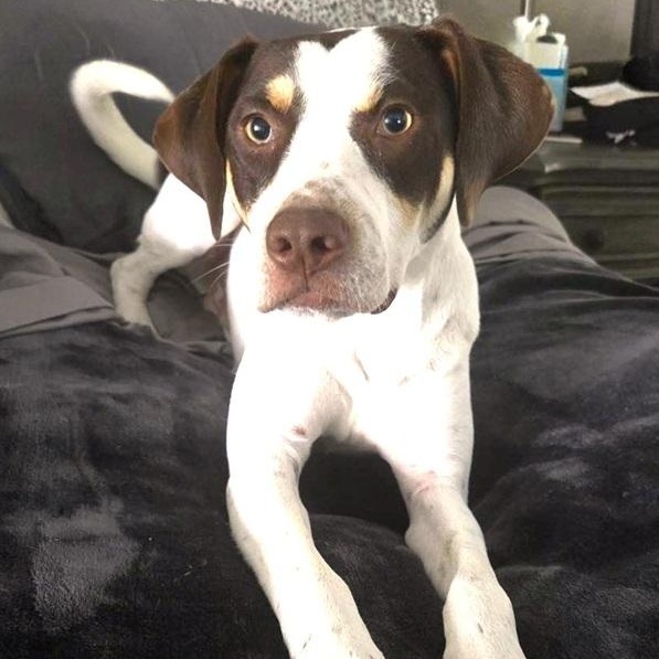 Enlarge Razz, a ADOPTABLE mixed breed in Palm Harbor, FL image 1/1