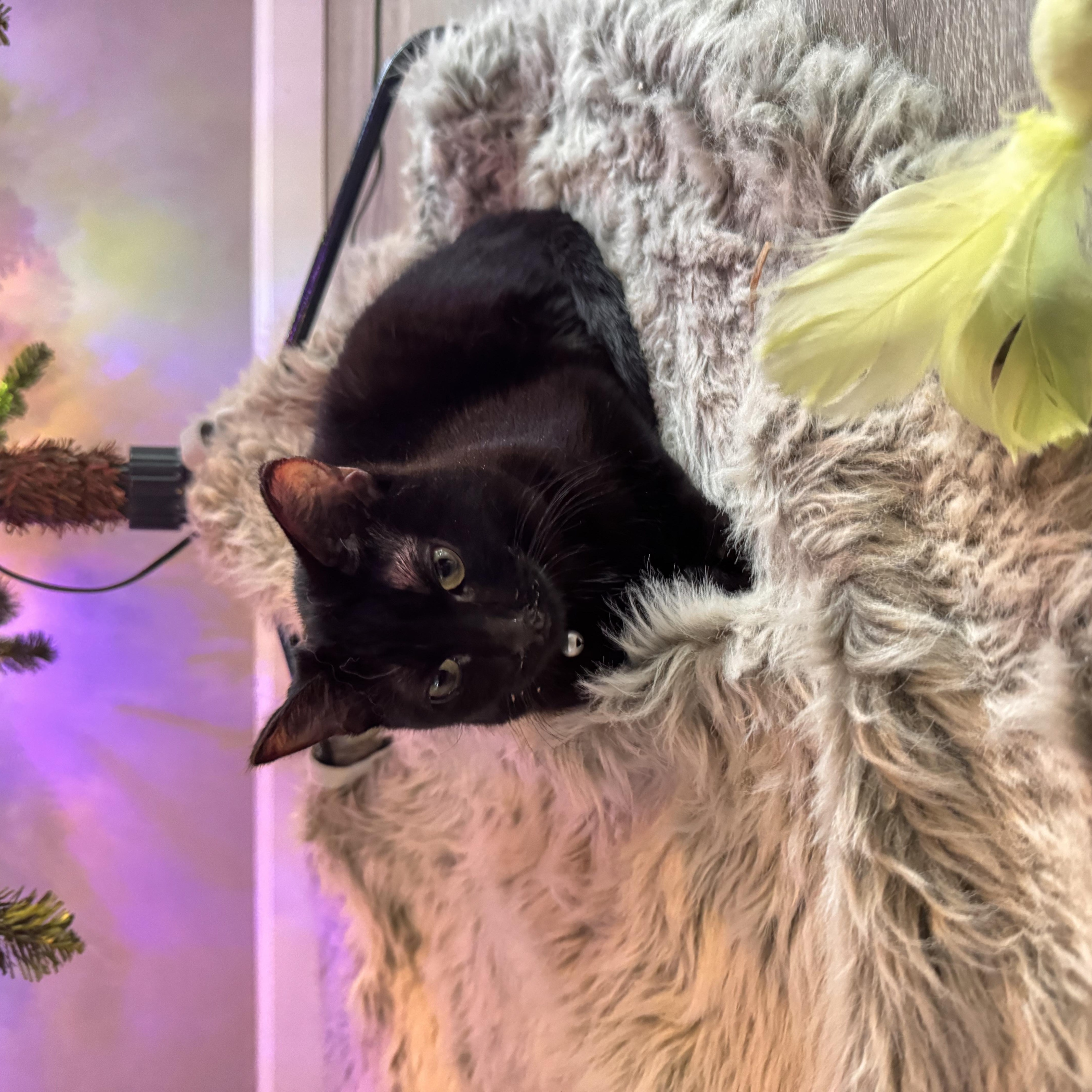 Ubel, Adoptable, Young Female Domestic Short Hair.