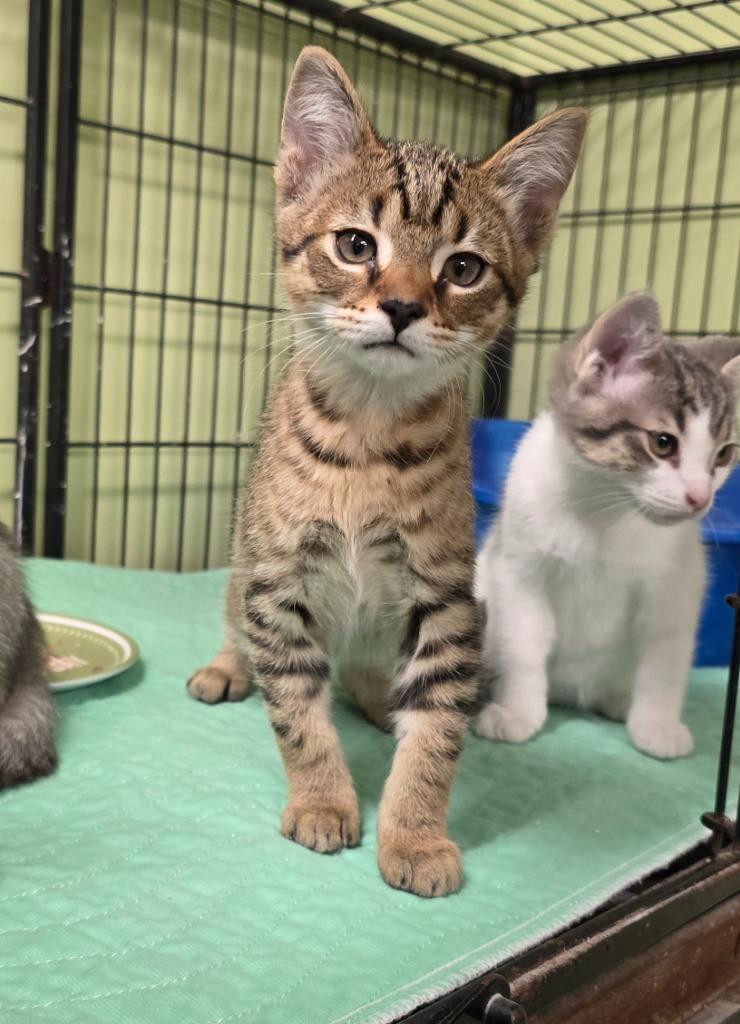 Lot Rent, Adopted, Kitten Male Domestic Short Hair.