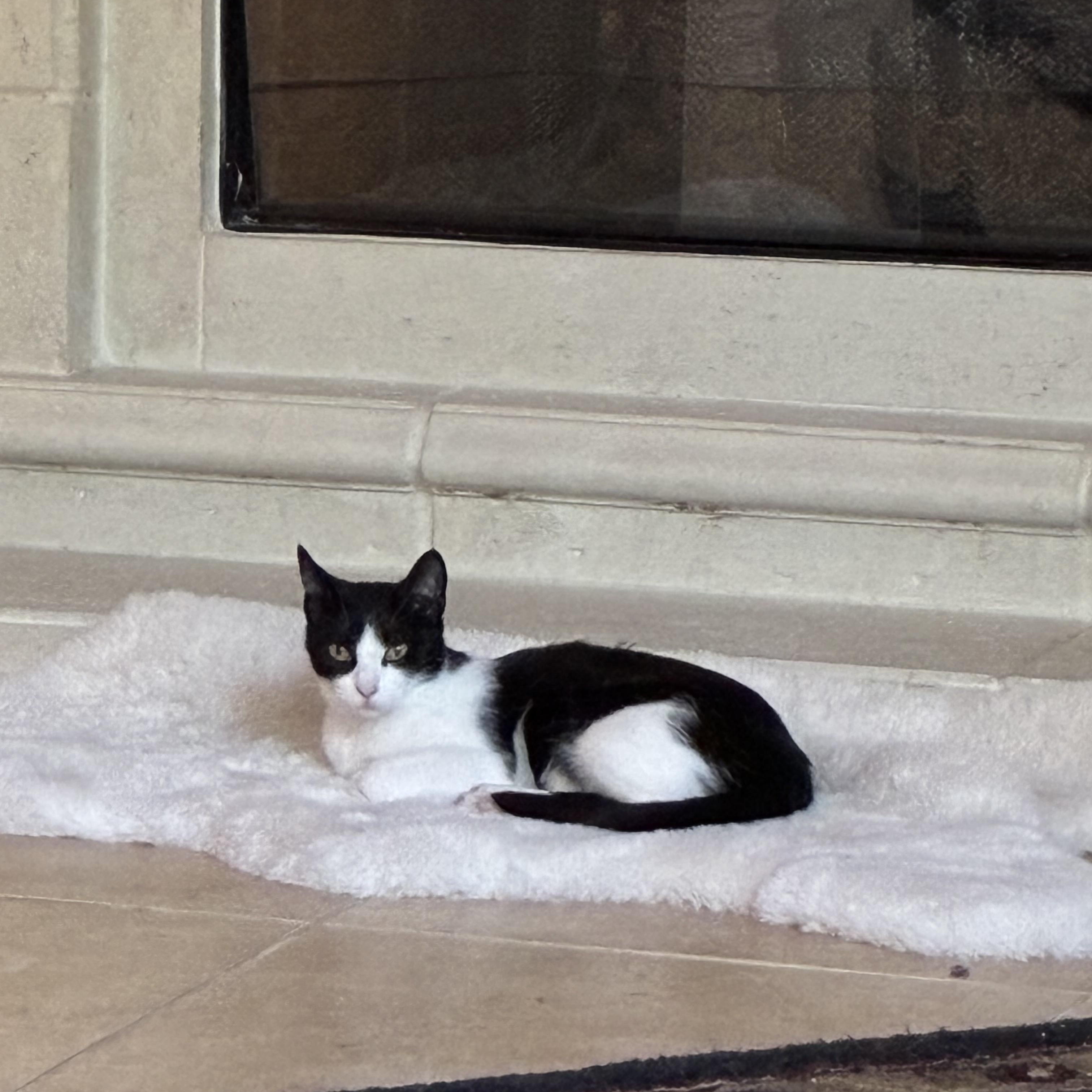 Enlarge Domino, a Adoptable Domestic Short Hair in Huffman, TX image 1/1