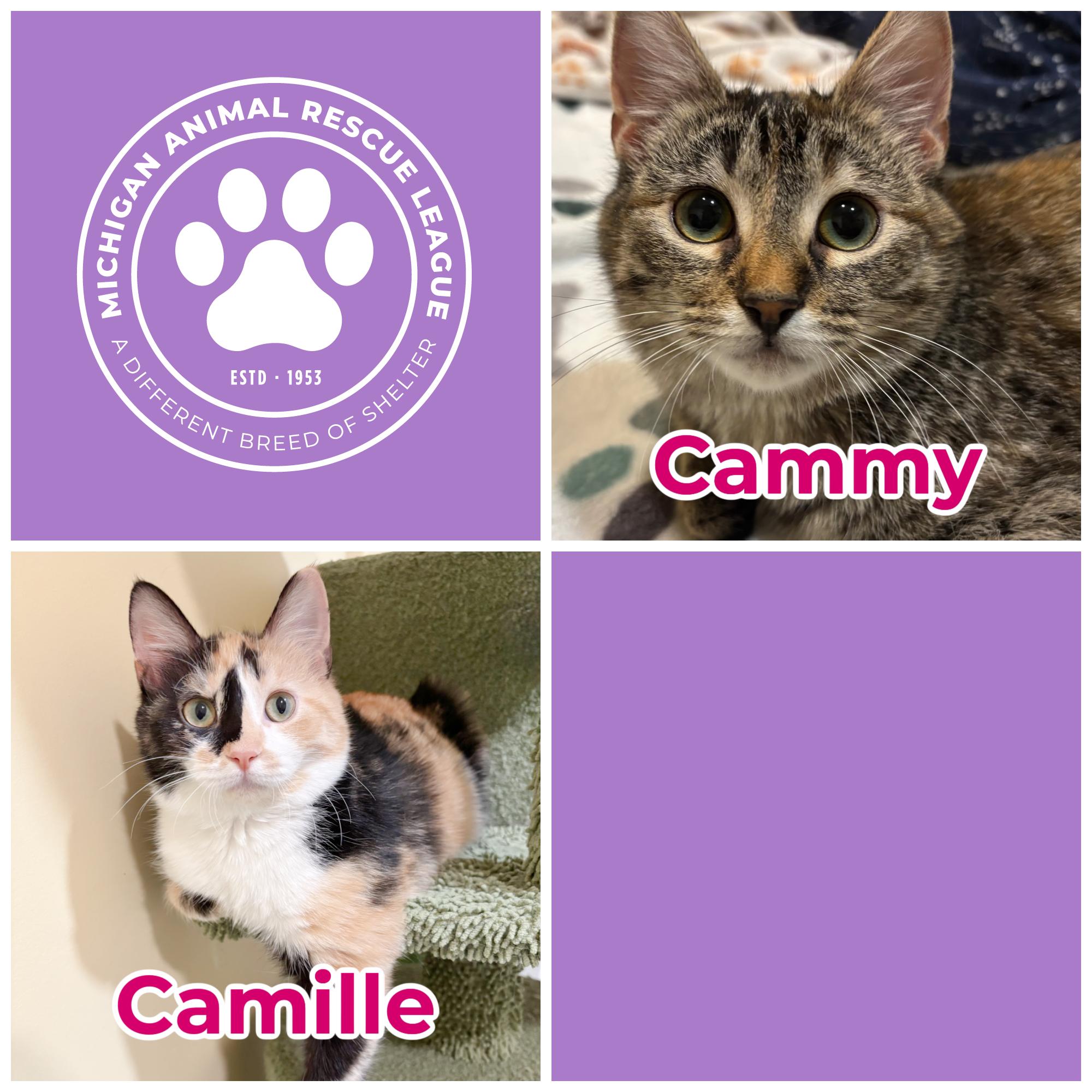 Cammy & Camille, ADOPTABLE, Young Female Domestic Short Hair.