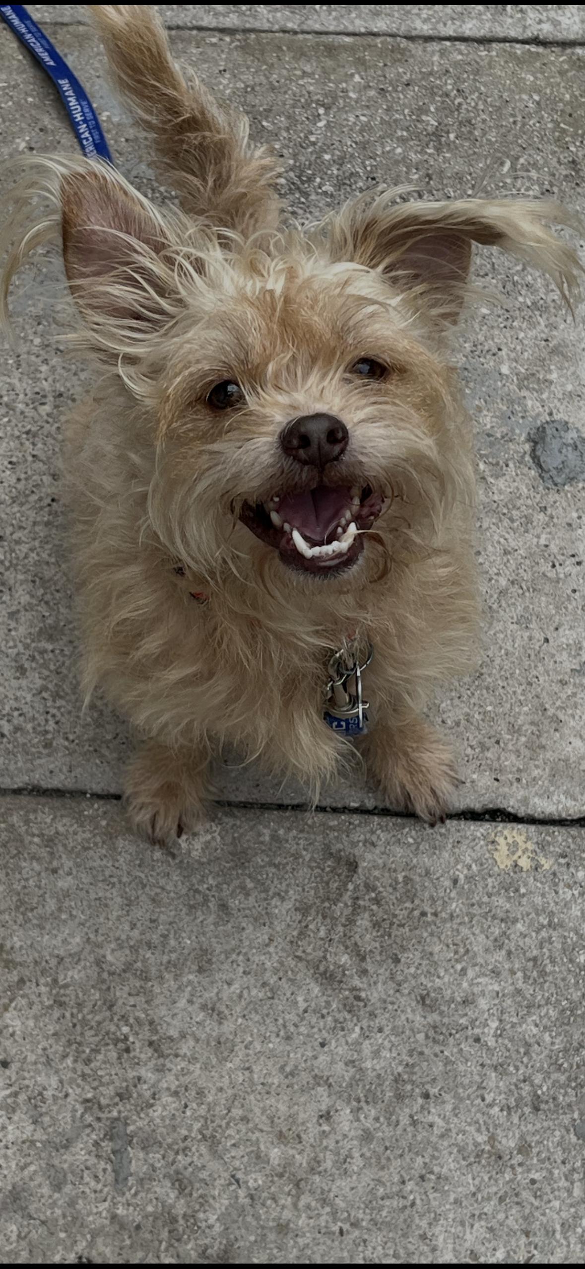 Enlarge Mickey , an adopted mixed breed in Boca Raton, FL image 2/2