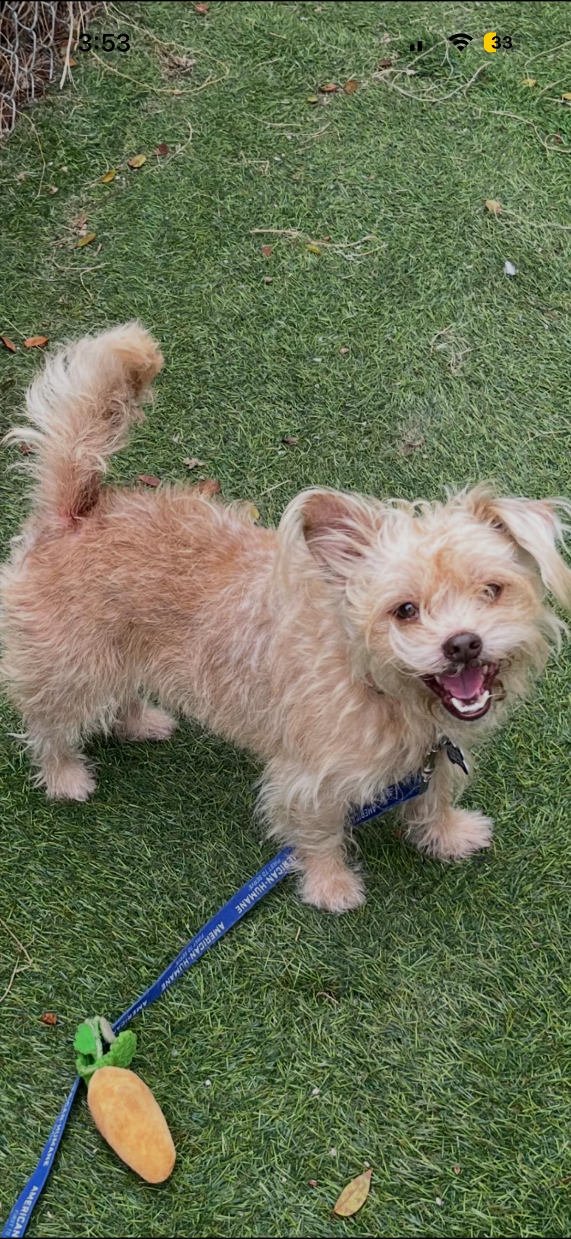 Enlarge Mickey , an adopted mixed breed in Boca Raton, FL image 1/2