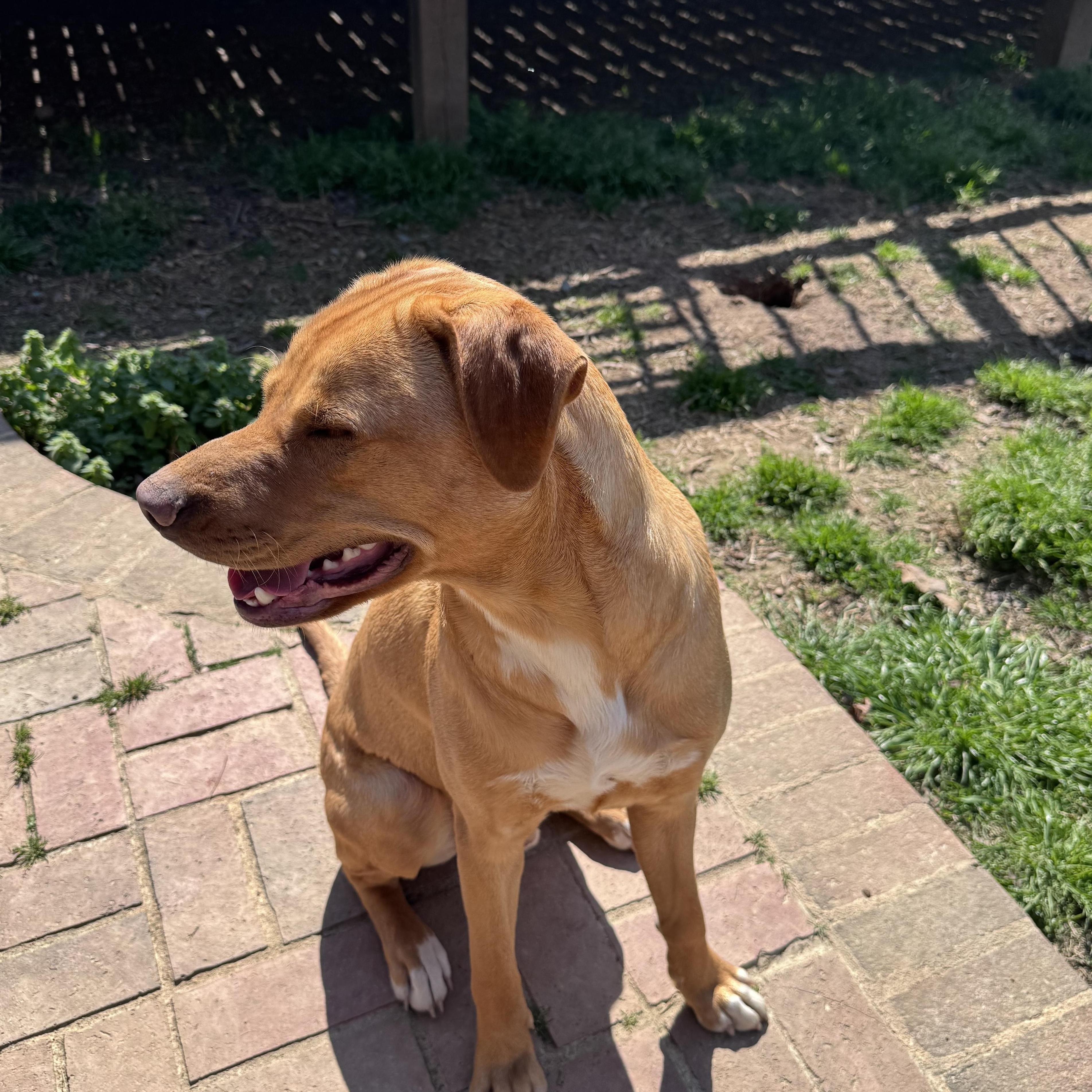 Enlarge Tucker, a Adoptable mixed breed in Monroe, NC image 2/6