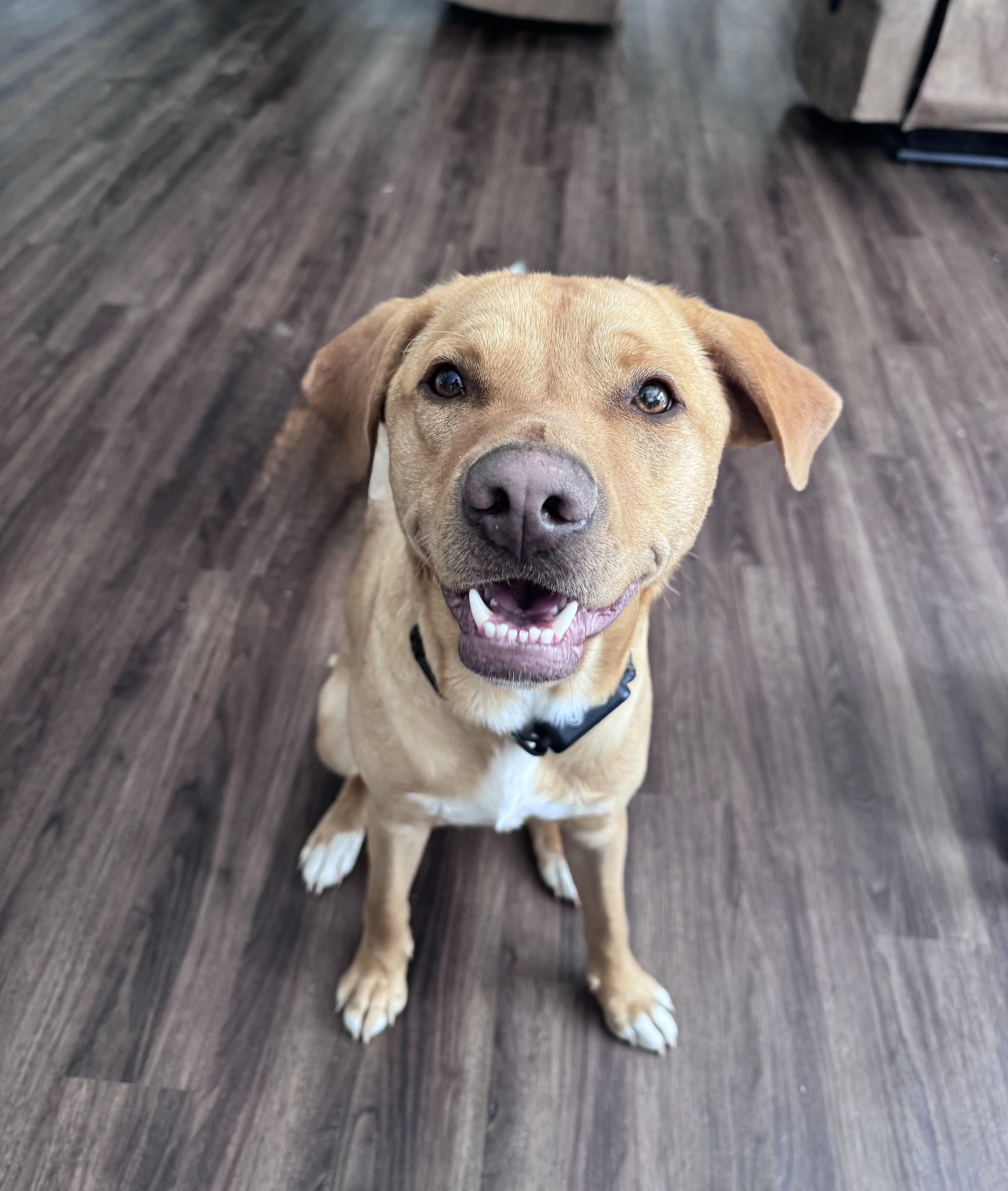 Enlarge Tucker, a Adoptable mixed breed in Monroe, NC image 5/5