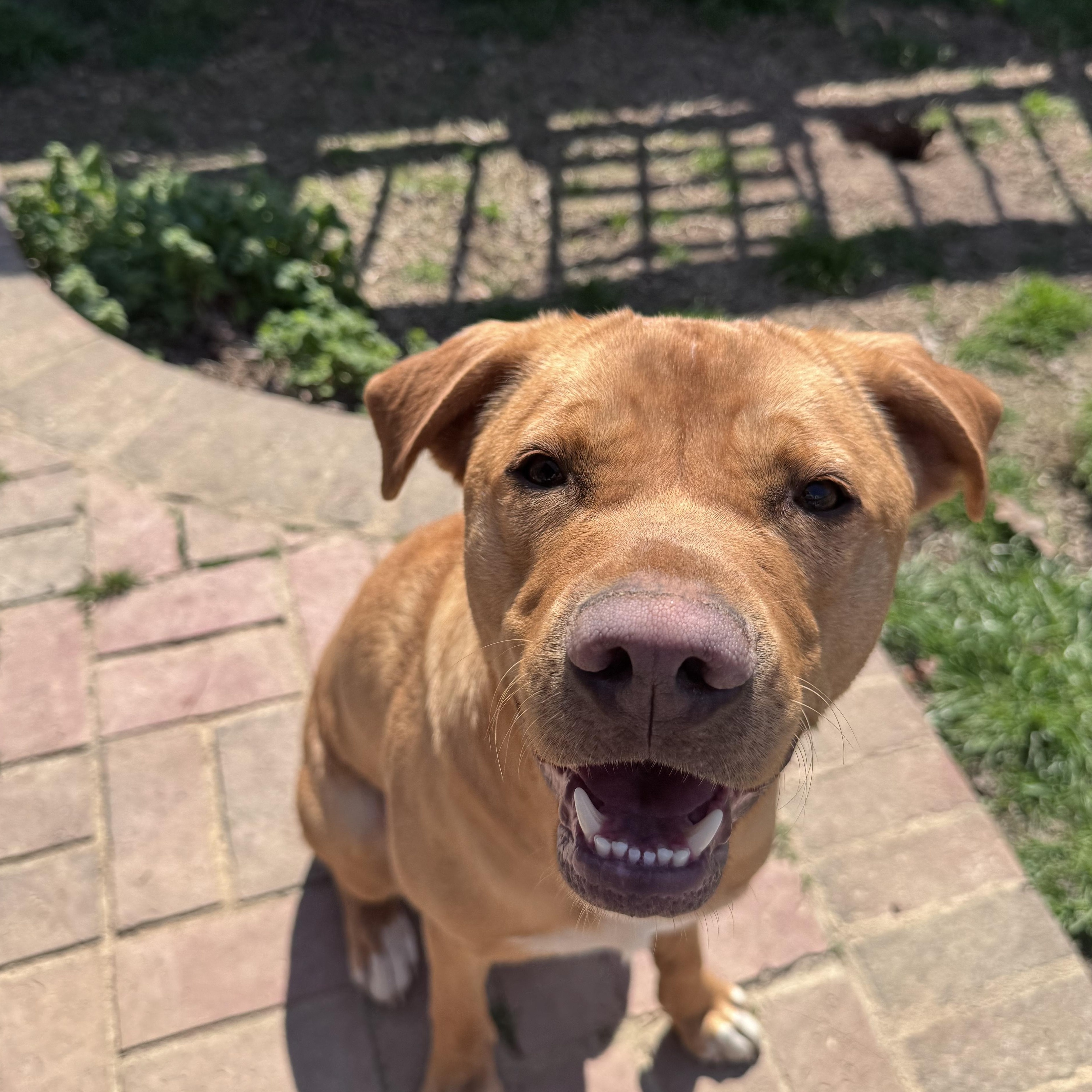 Tucker, Adoptable, Young Male Labrador Retriever & Yellow Labrador Retriever.