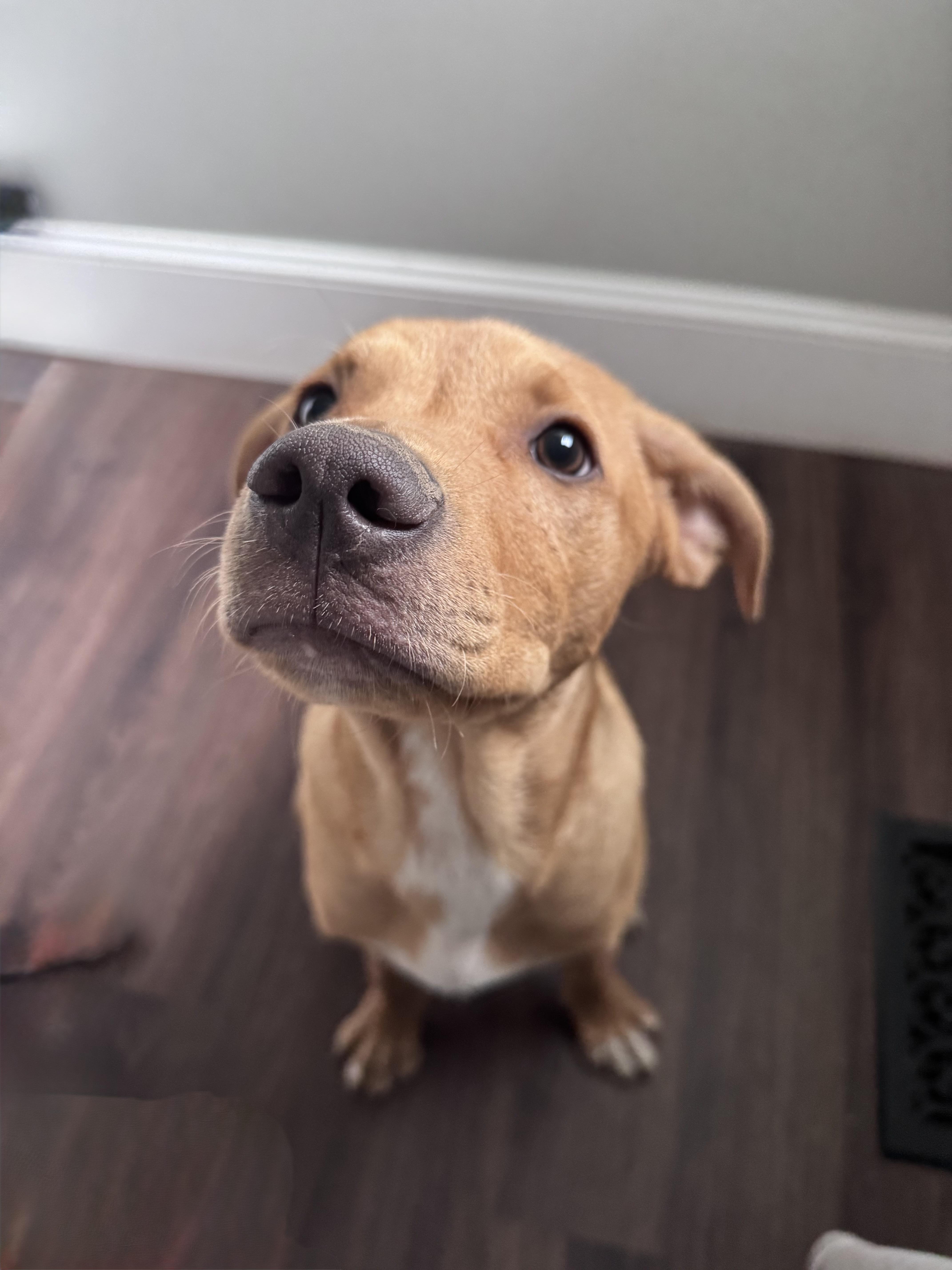 Tucker, a Adoptable mixed breed in Monroe, NC image 3/4