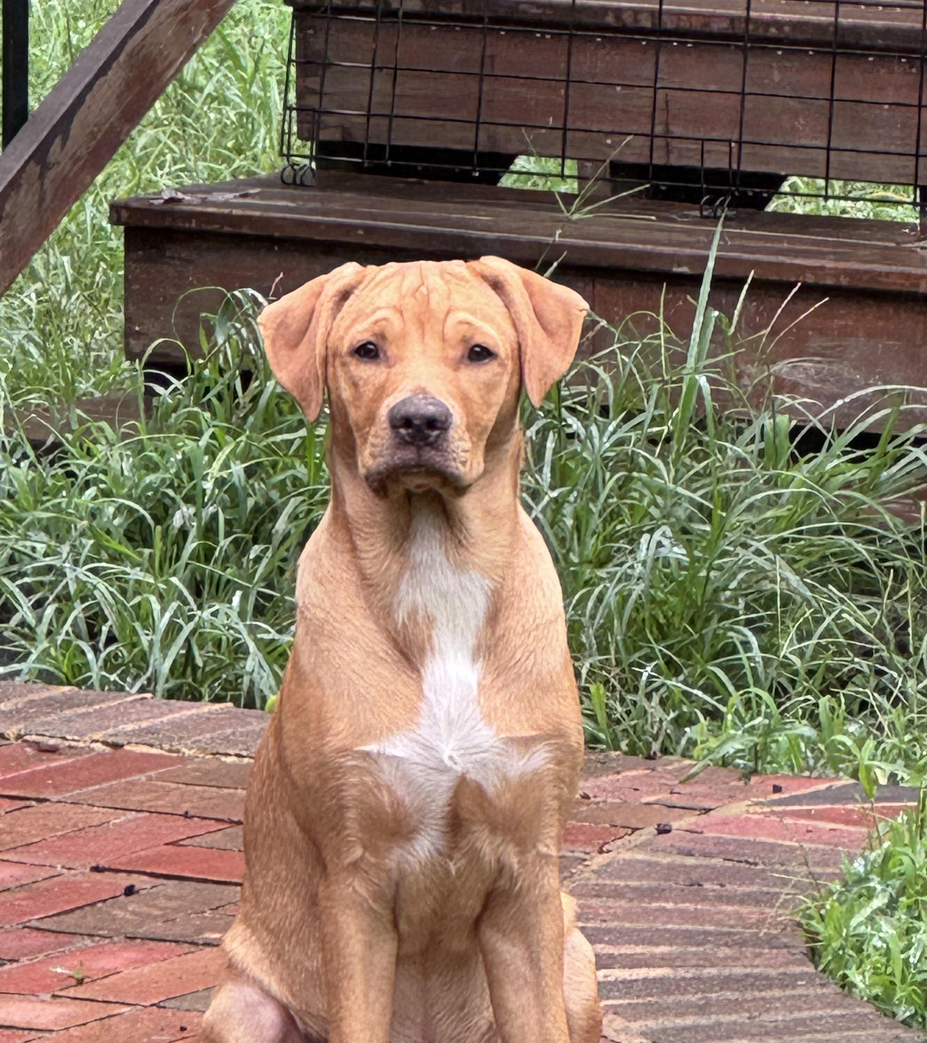 Tucker, a Adoptable mixed breed in Monroe, NC image 1/4