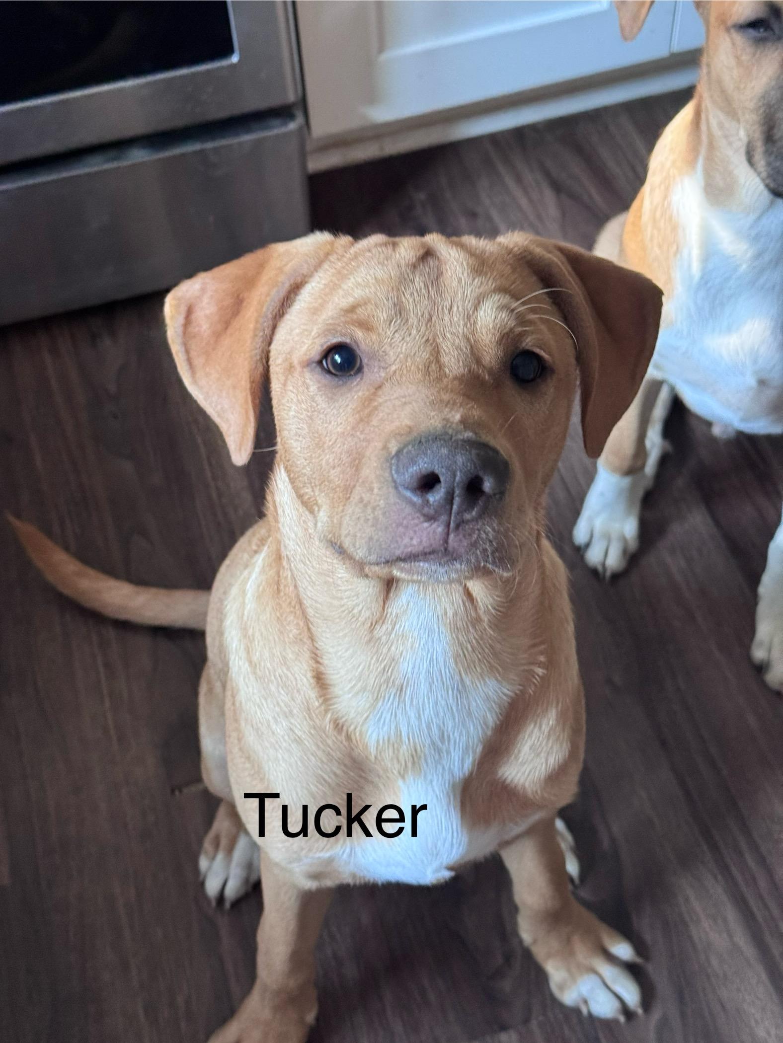 Tucker