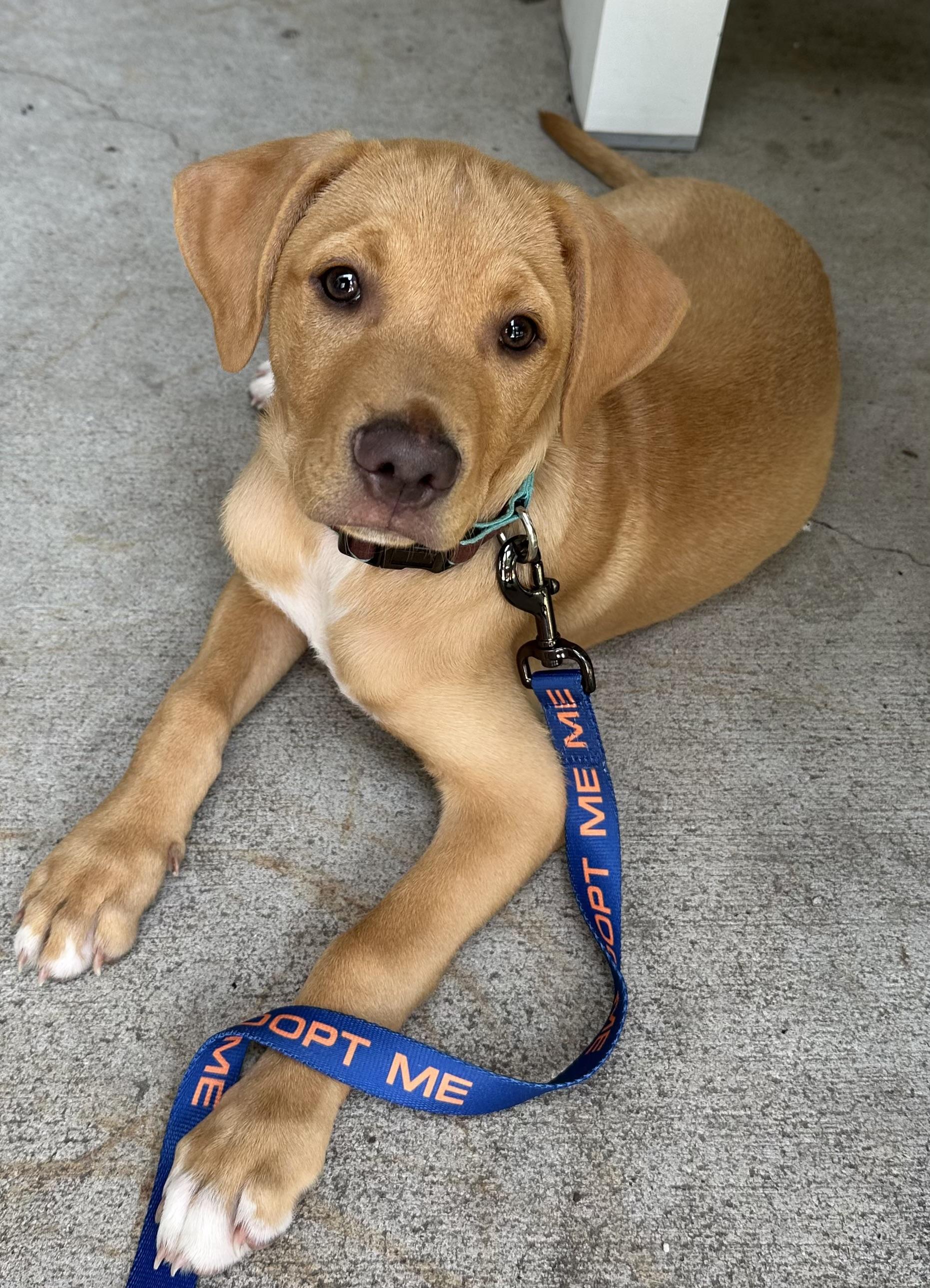Tucker, a Adoptable mixed breed in Monroe, NC image 4/4