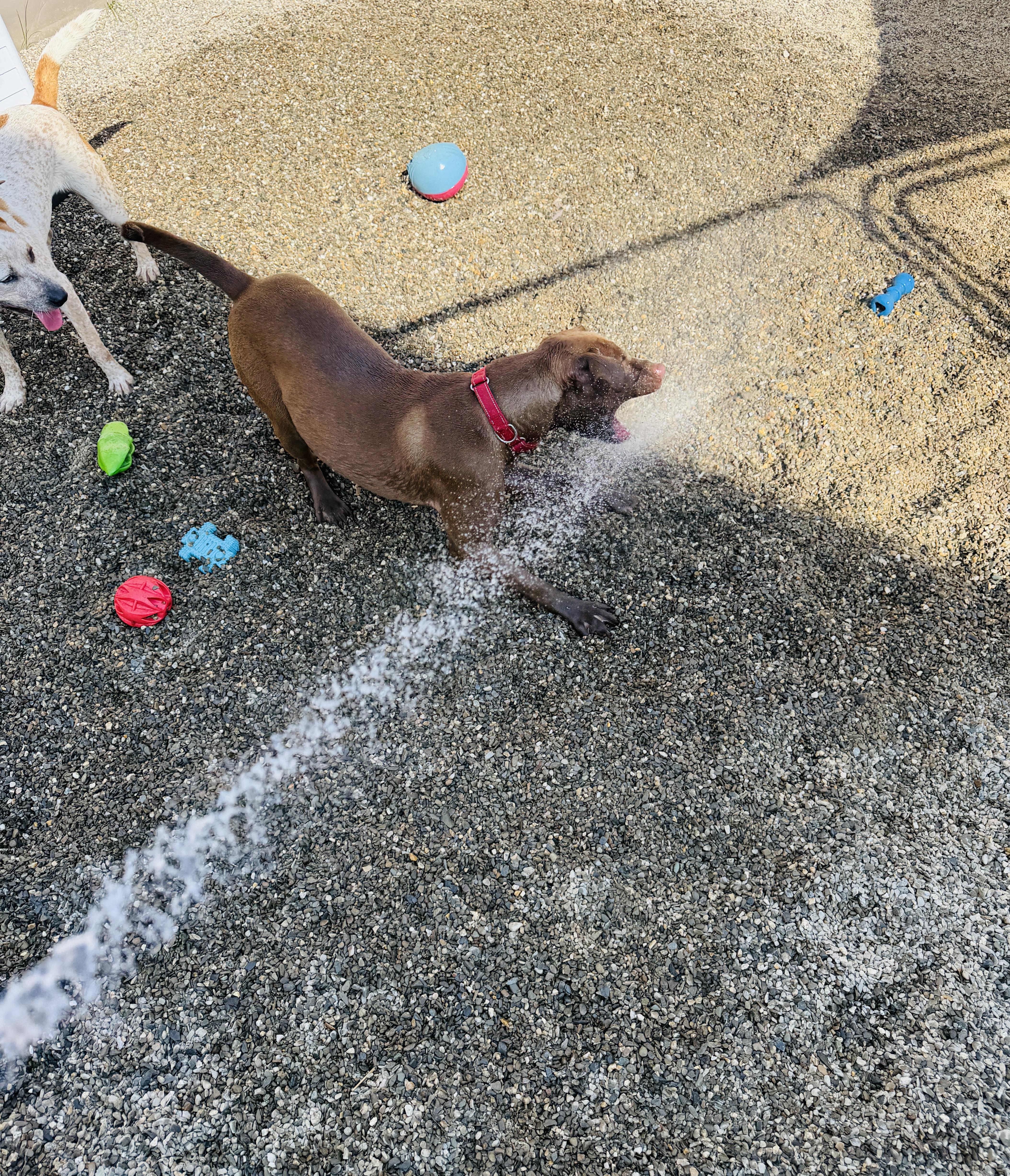 Enlarge Lenny, a Adopted mixed breed in Brooks, ME image 5/5