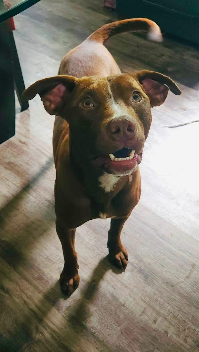 Lenny, ADOPTABLE, Young Male Mixed Breed.