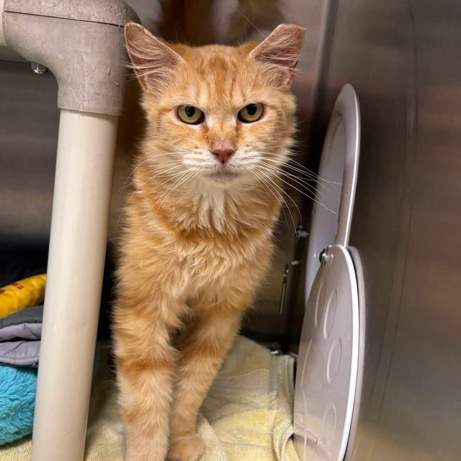 Hattie, adoptable, Adult Female Domestic Long Hair.