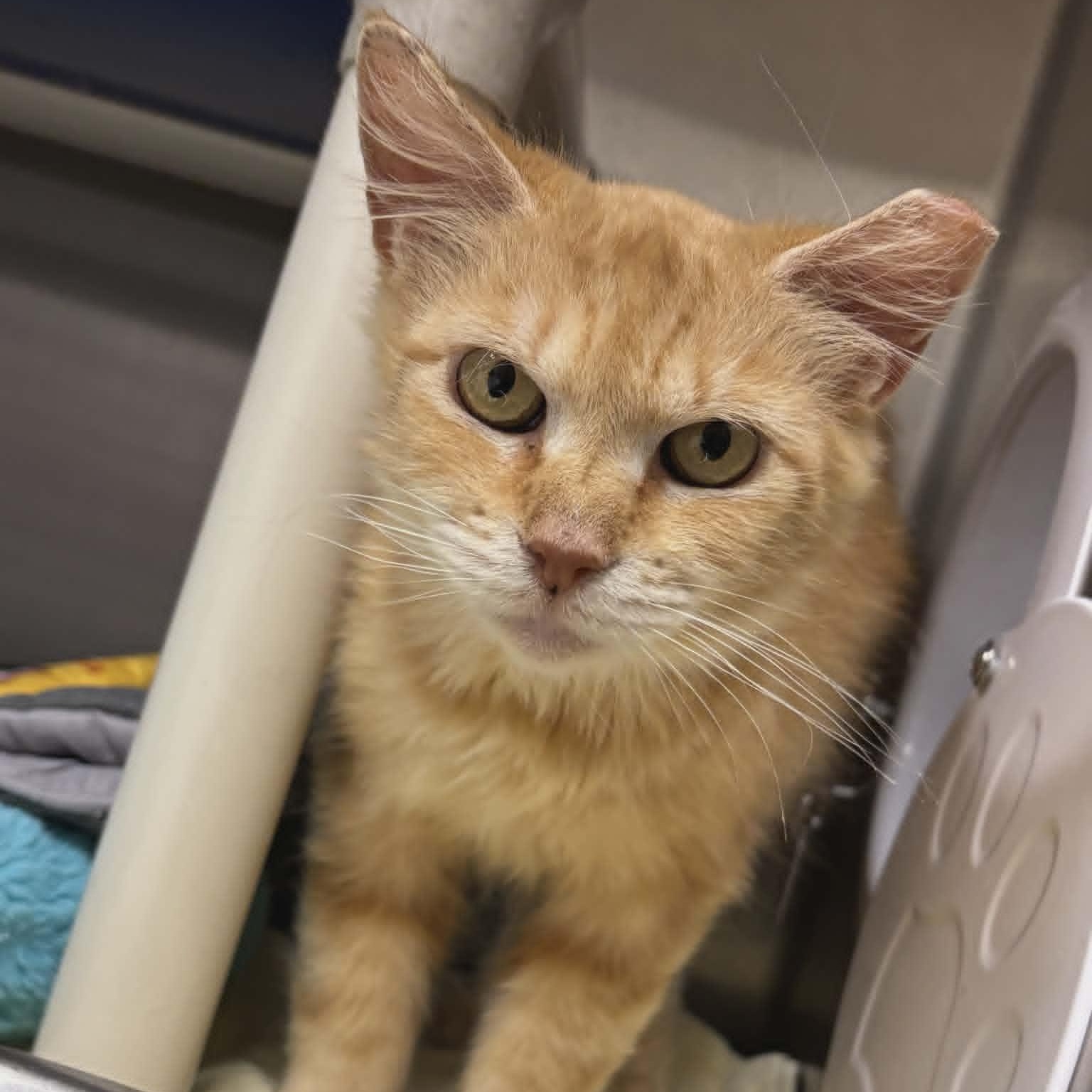 Hattie, an adoptable Domestic Long Hair in Orange, VA image 3/4