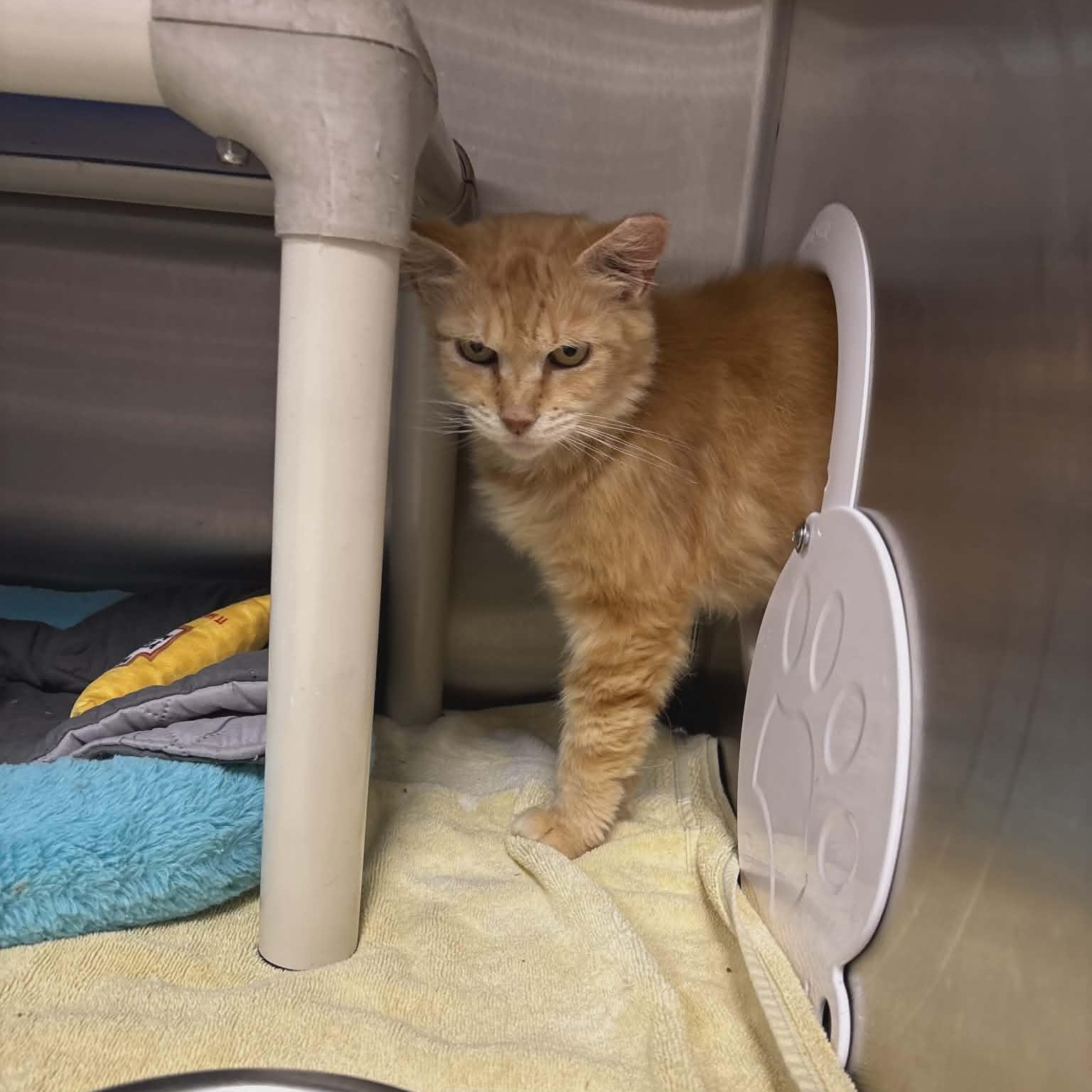 Hattie, an adoptable Domestic Long Hair in Orange, VA image 2/4