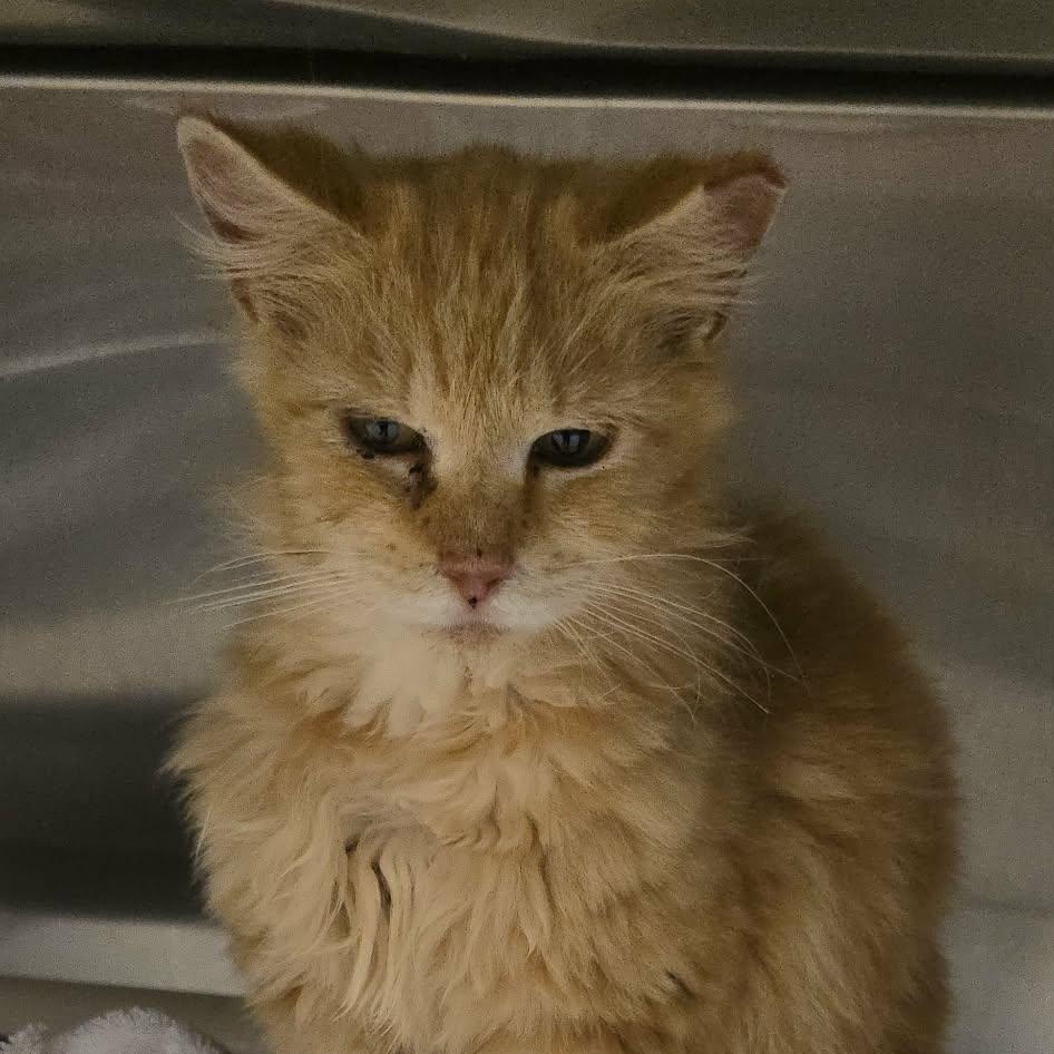 Hattie, an adoptable Domestic Long Hair in Orange, VA image 4/4