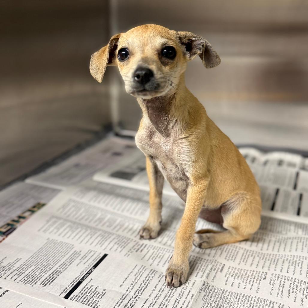 Loraine, Adoptable, Puppy Female Mixed Breed.