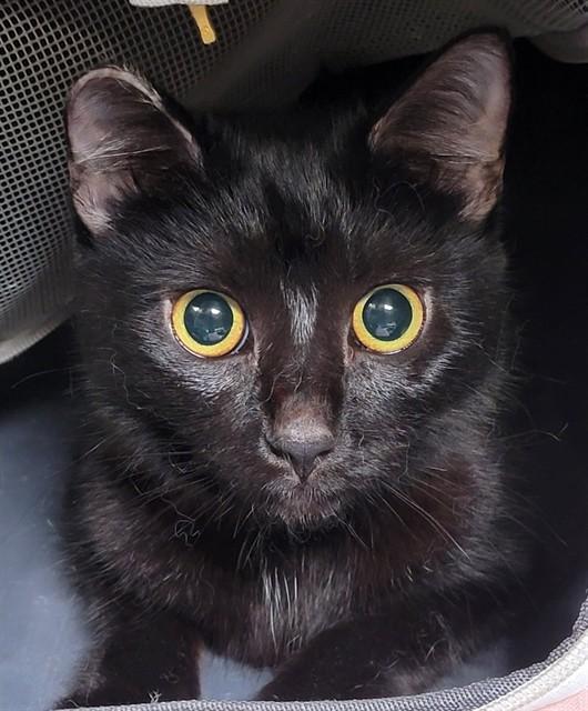 Enlarge ZENDA, a Adoptable Domestic Short Hair in Downey, CA image 1/1