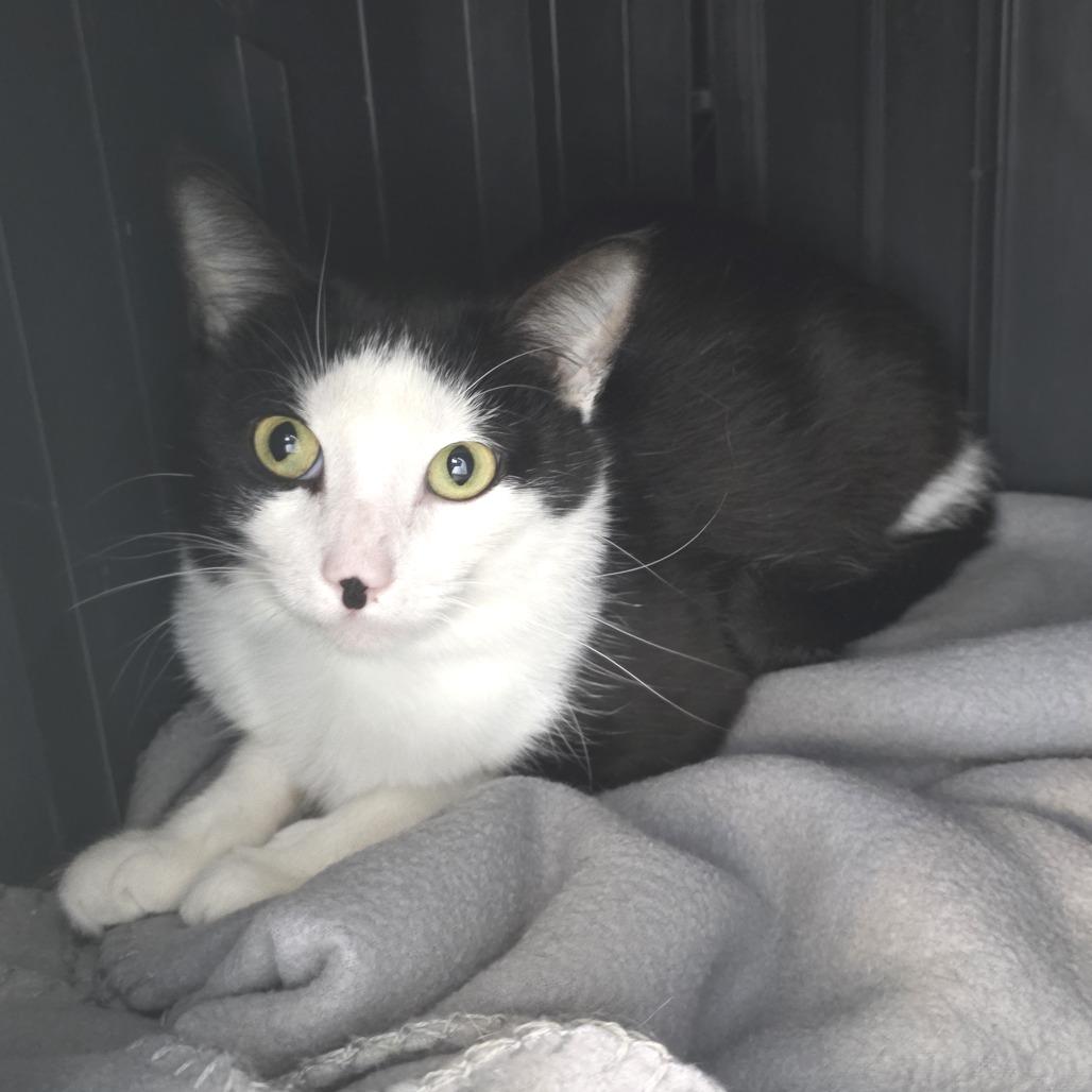 Gryffin, a Adoptable Domestic Short Hair in Fort Wayne, IN image 1/5
