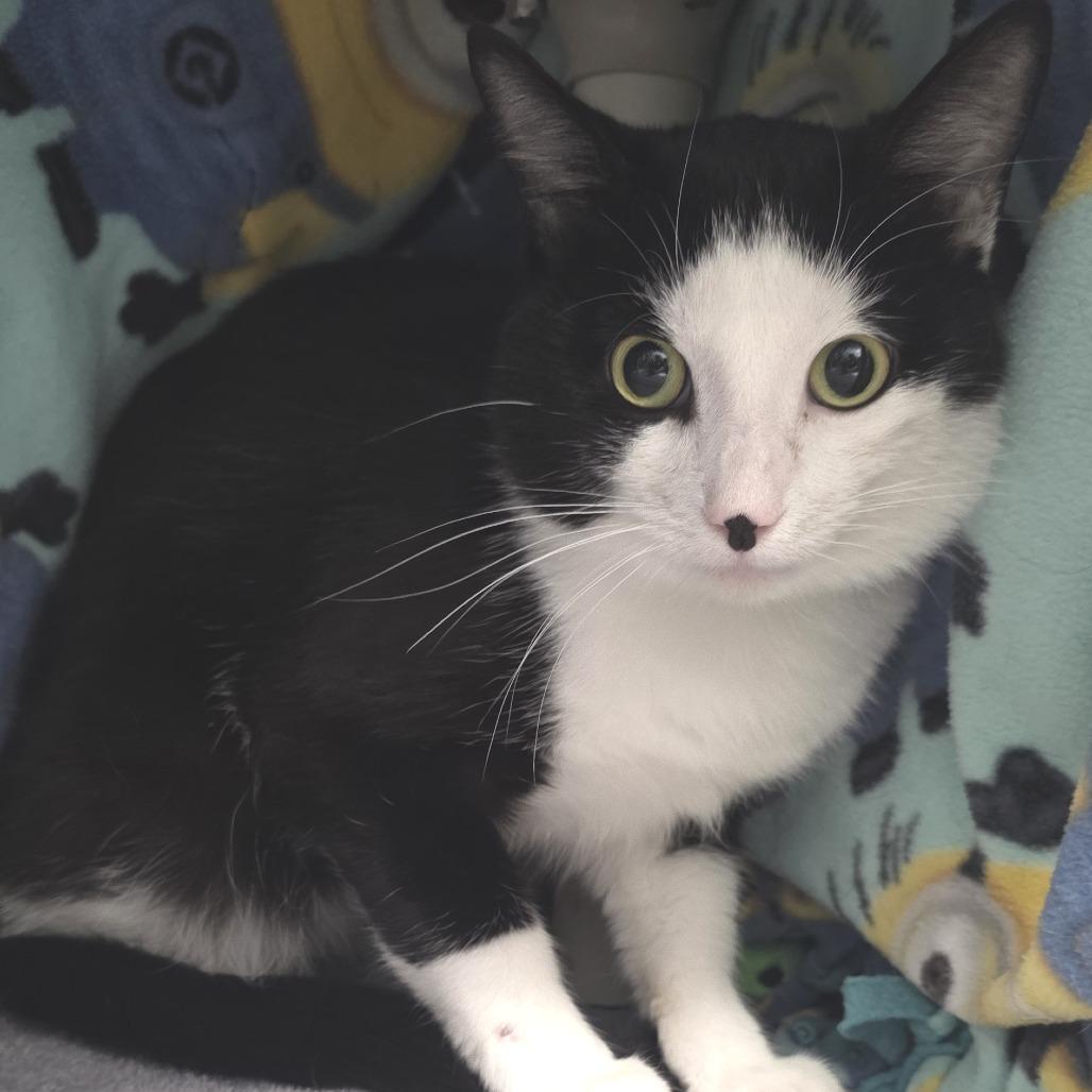 Gryffin, a Adoptable Domestic Short Hair in Fort Wayne, IN image 2/5
