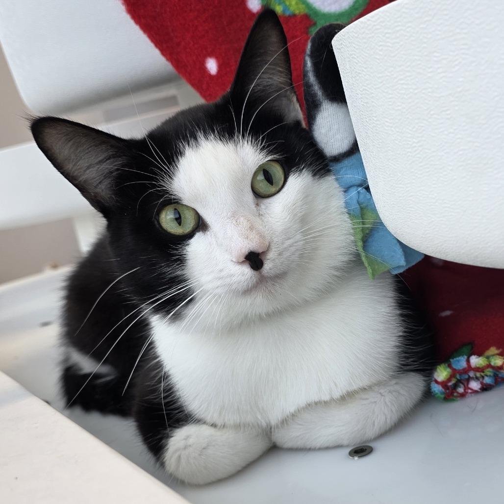 Gryffin, a Adoptable Domestic Short Hair in Fort Wayne, IN image 3/5