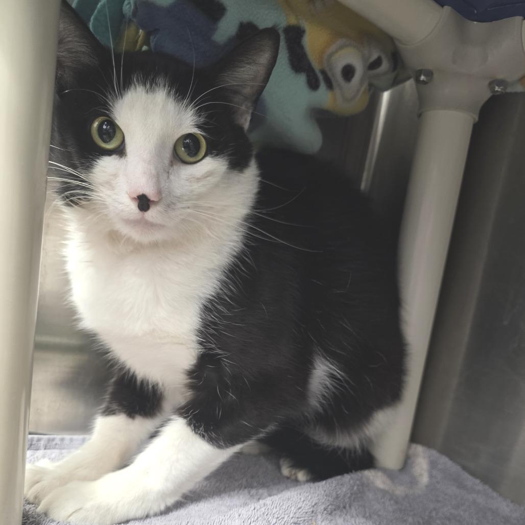 Gryffin, a Adoptable Domestic Short Hair in Fort Wayne, IN image 4/5