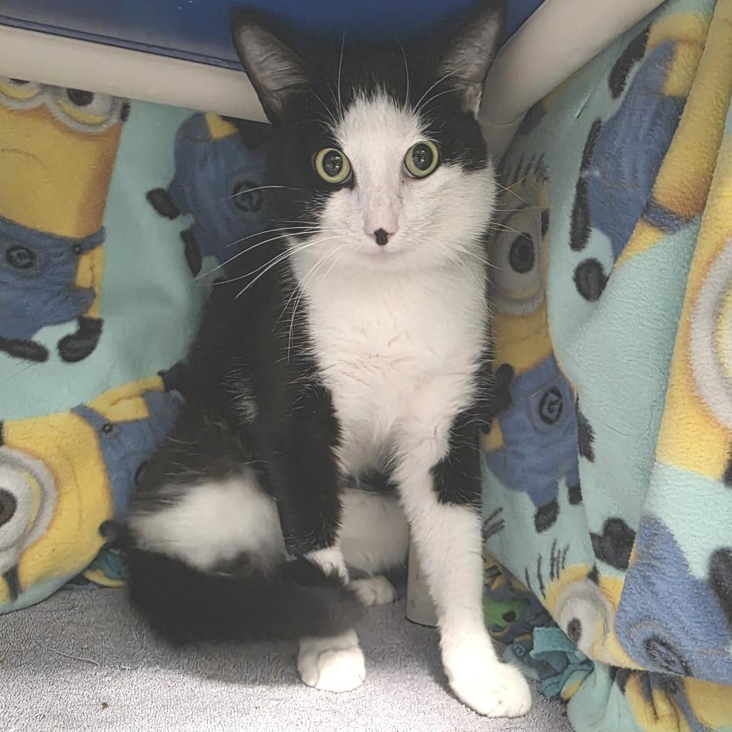 Gryffin, a Adoptable Domestic Short Hair in Fort Wayne, IN image 5/5