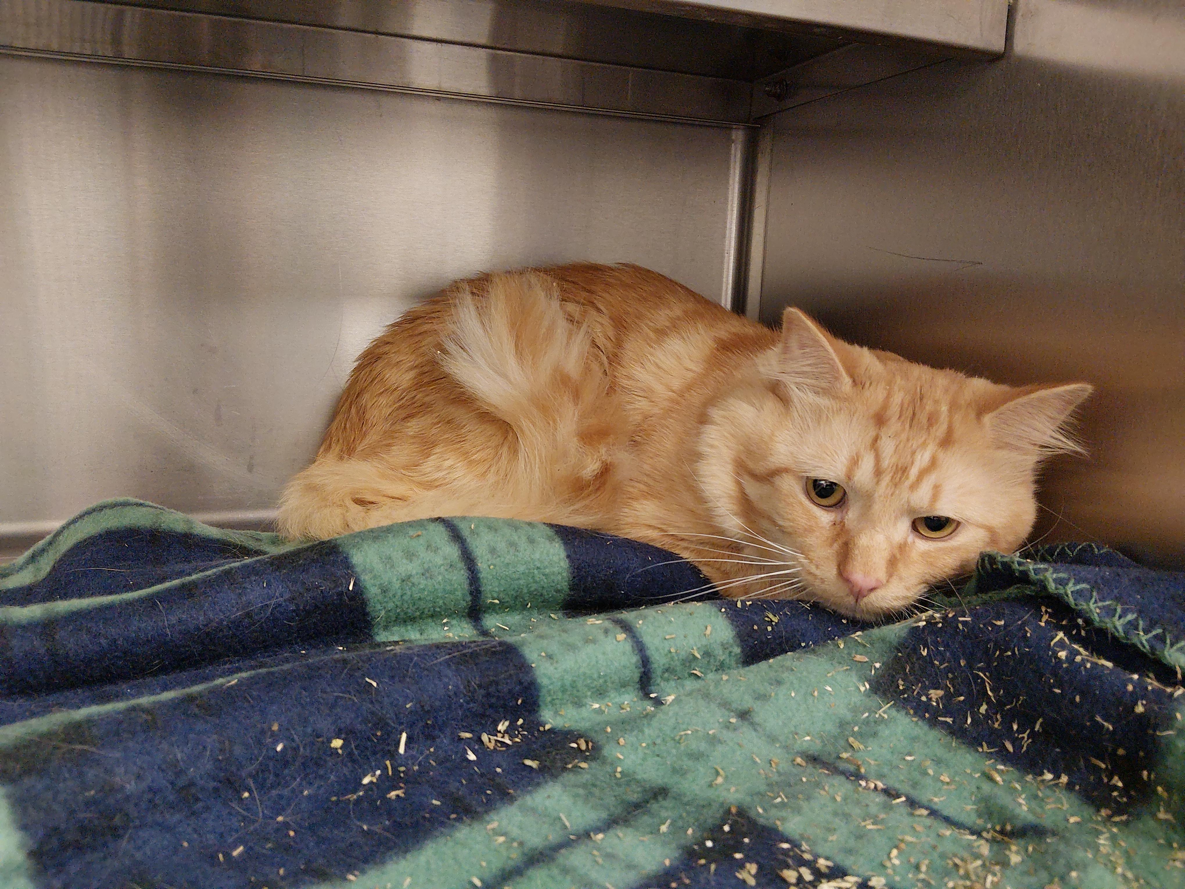 Enlarge FOUND, a ADOPTABLE Domestic Long Hair in Liberty, MO image 1/1