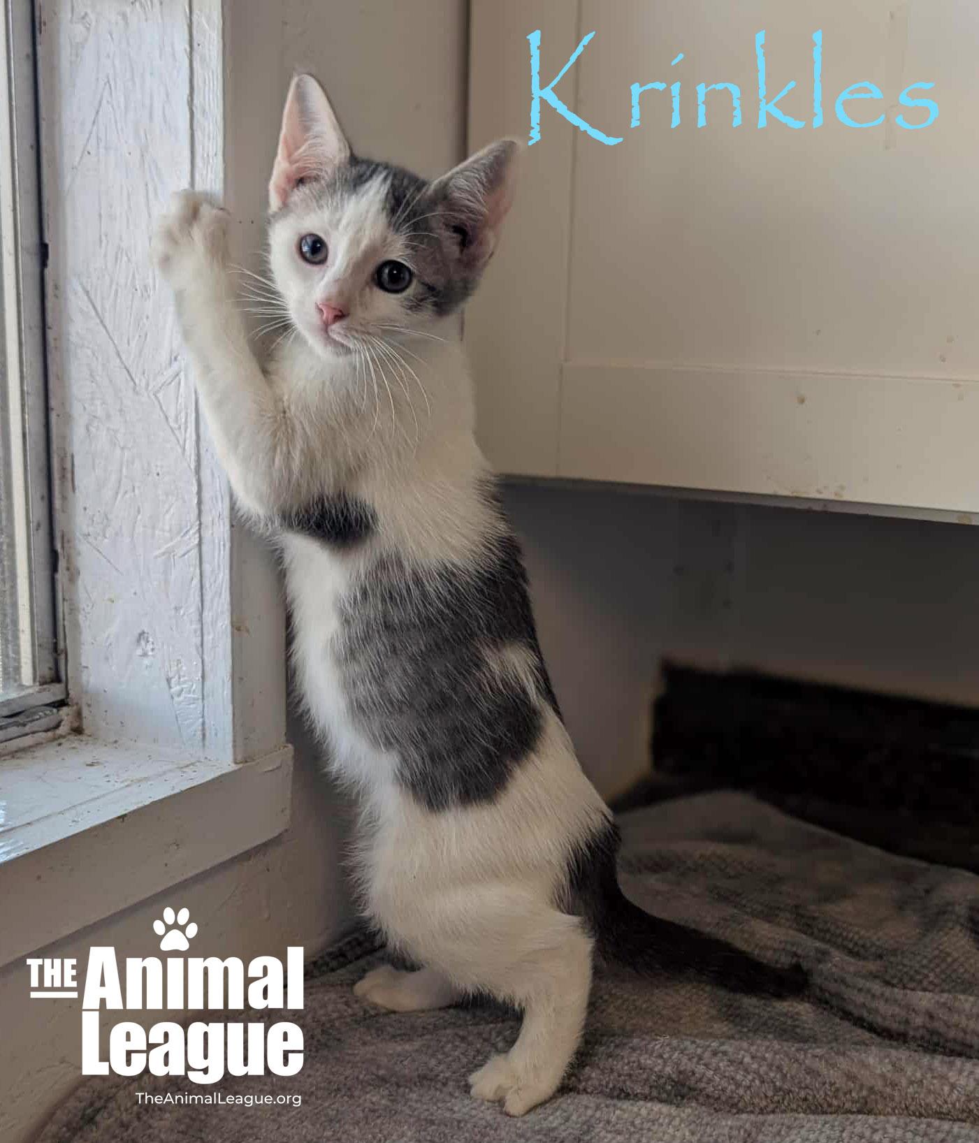 Krinkles, a Adoptable Domestic Short Hair in Clermont, FL image 5/6
