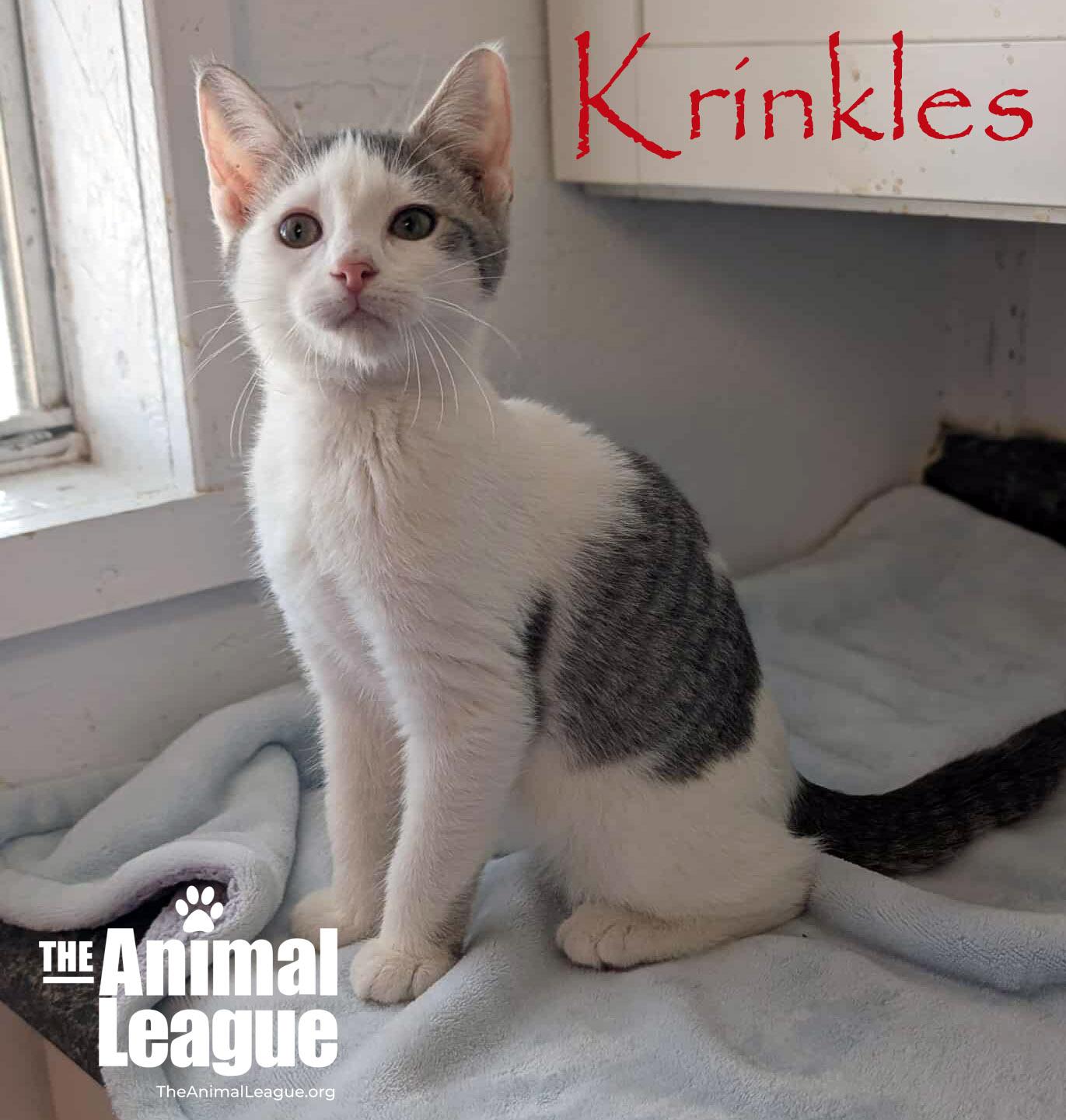 Krinkles, Adoptable, Kitten Male Domestic Short Hair.