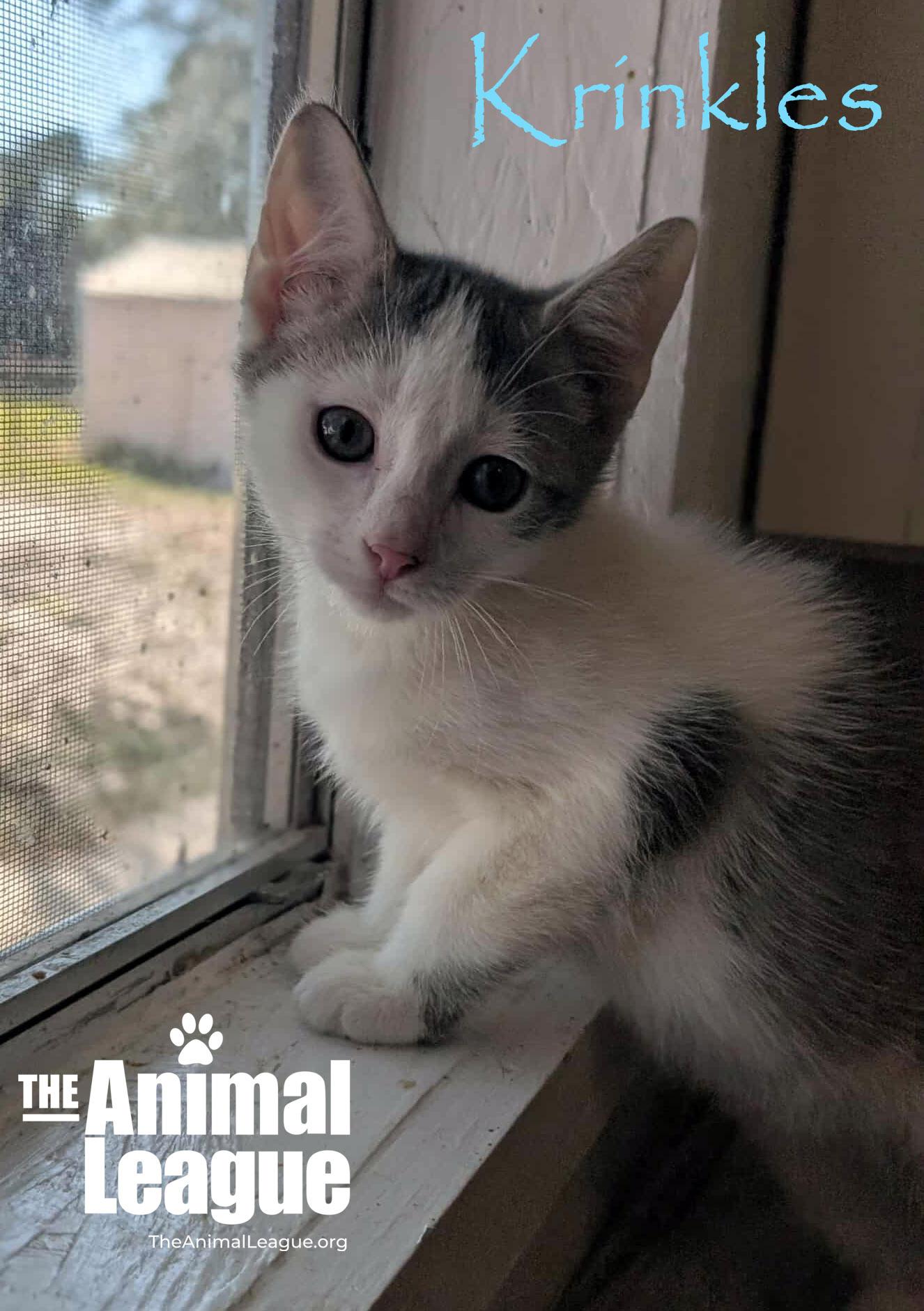 Krinkles, a Adoptable Domestic Short Hair in Clermont, FL image 6/6