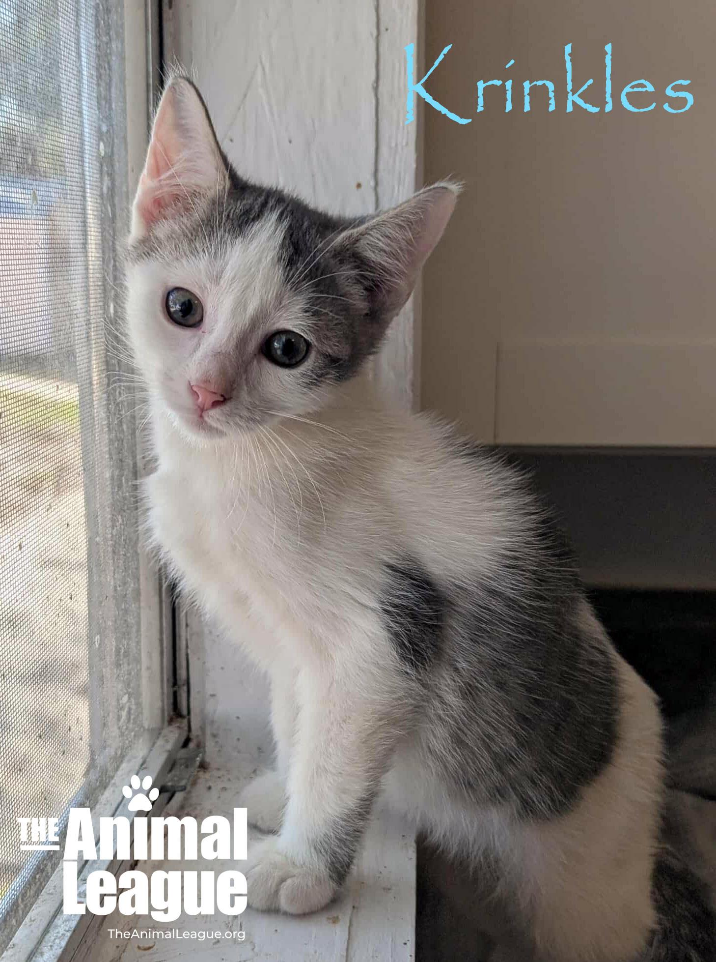 Krinkles, a Adoptable Domestic Short Hair in Clermont, FL image 1/6