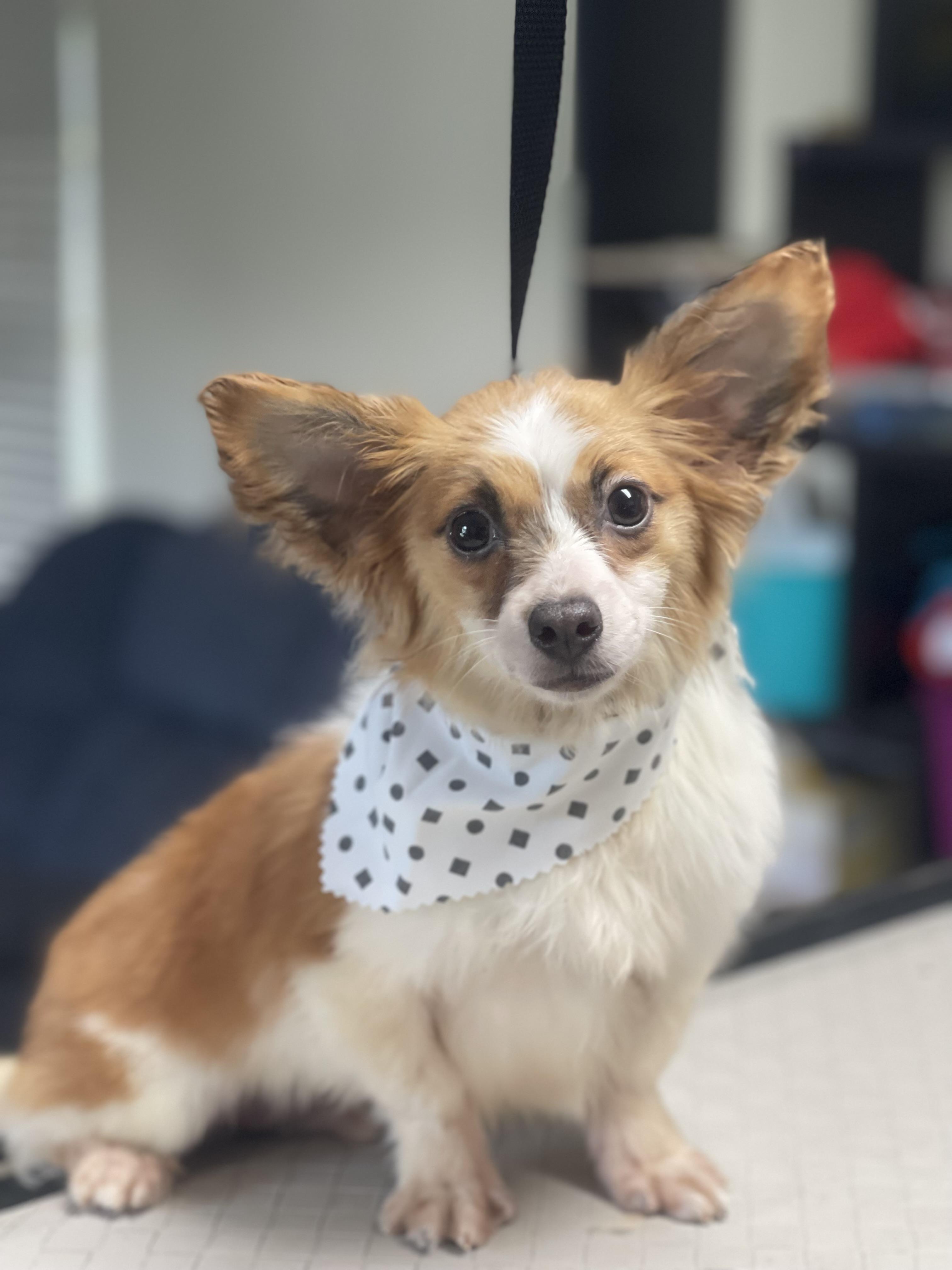 Enlarge Salty, an adopted mixed breed in Fresno, CA image 1/4