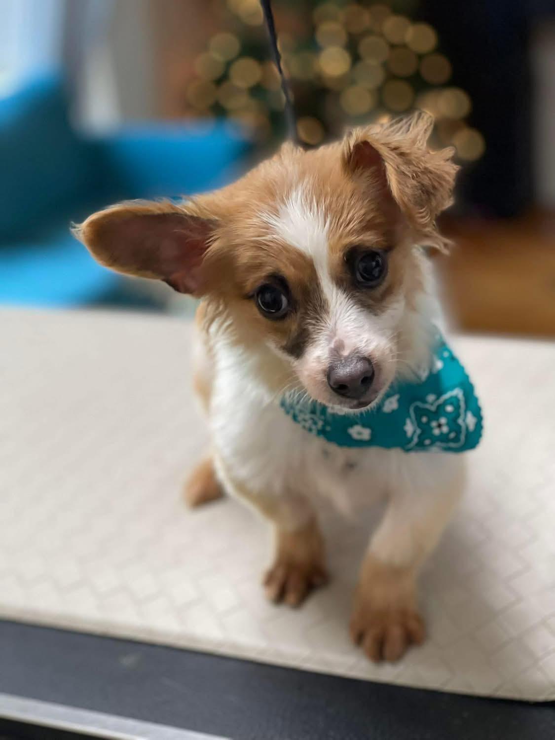 Enlarge Salty, an adopted mixed breed in Fresno, CA image 2/4