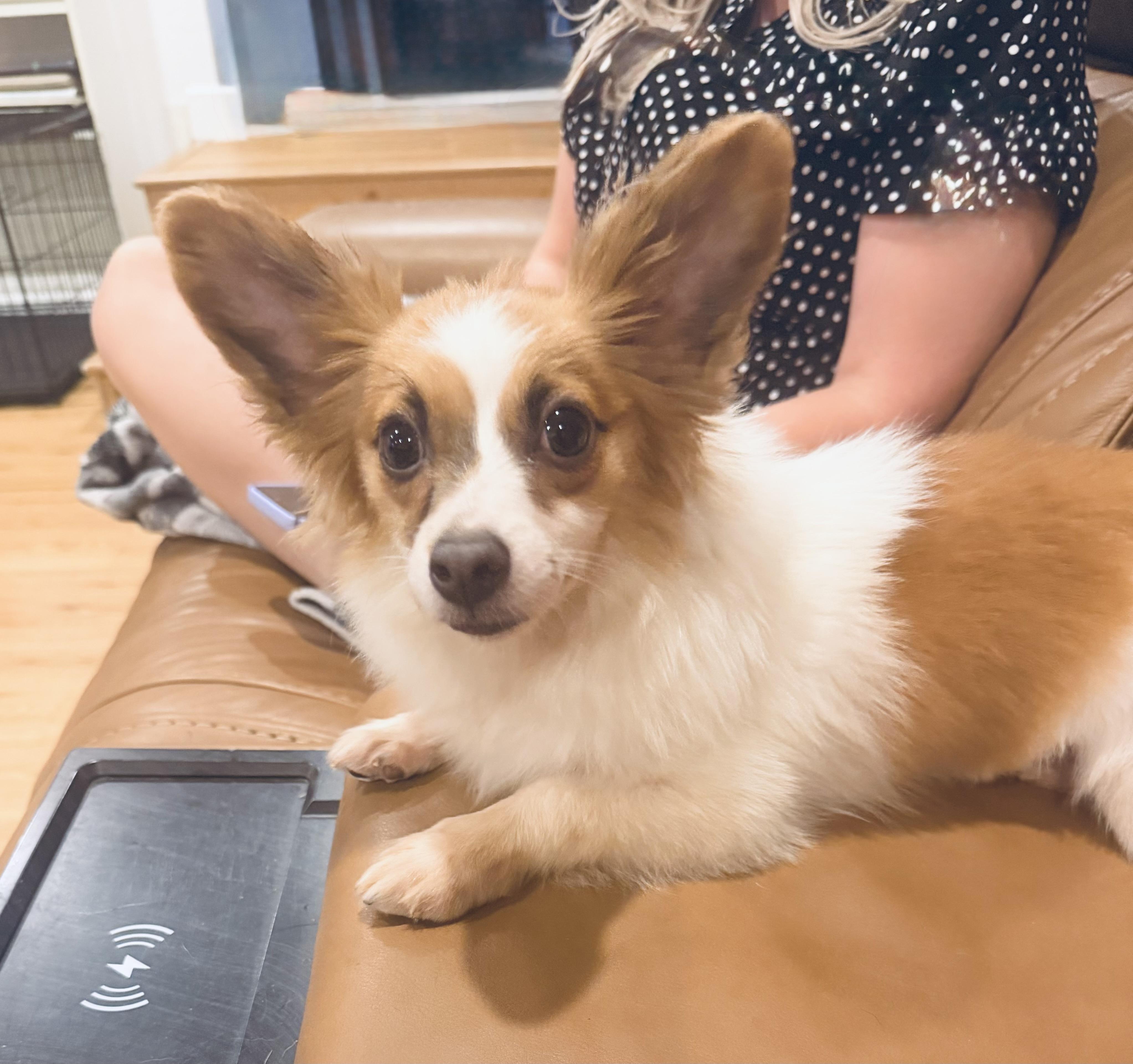 Enlarge Salty, an adopted mixed breed in Fresno, CA image 3/4