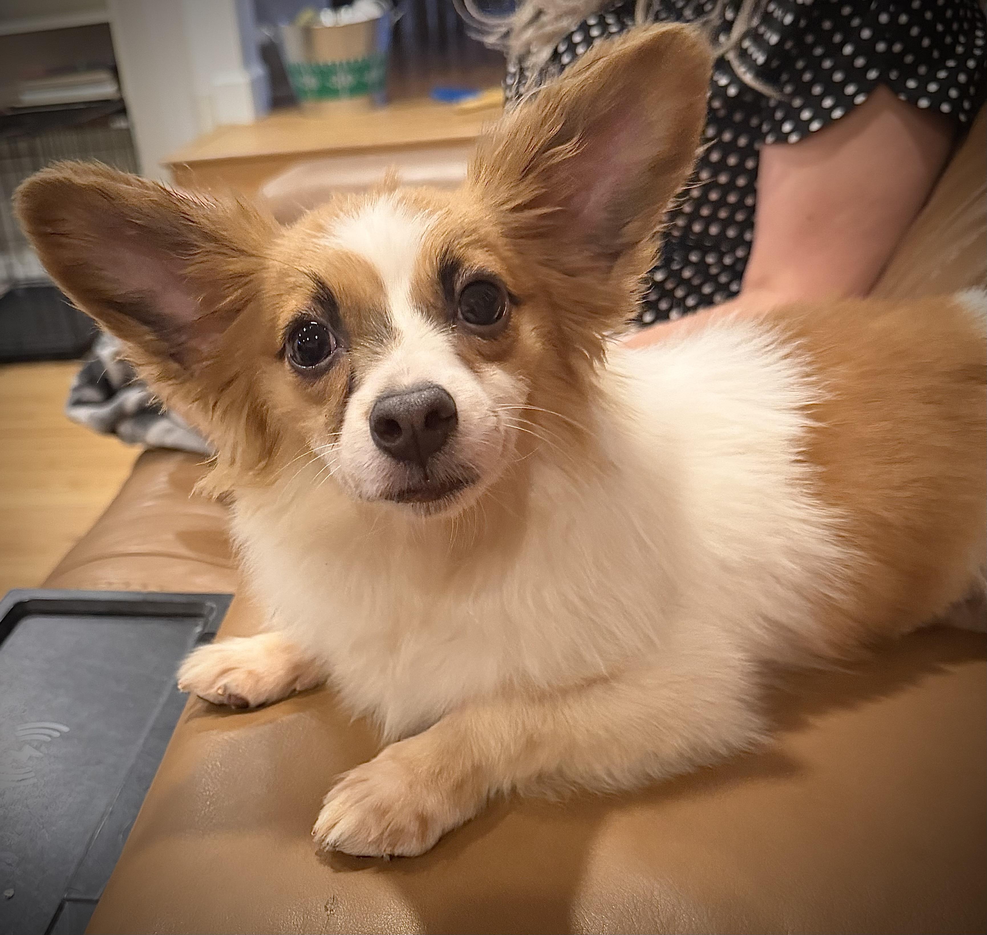 Enlarge Salty, an adopted mixed breed in Fresno, CA image 4/4