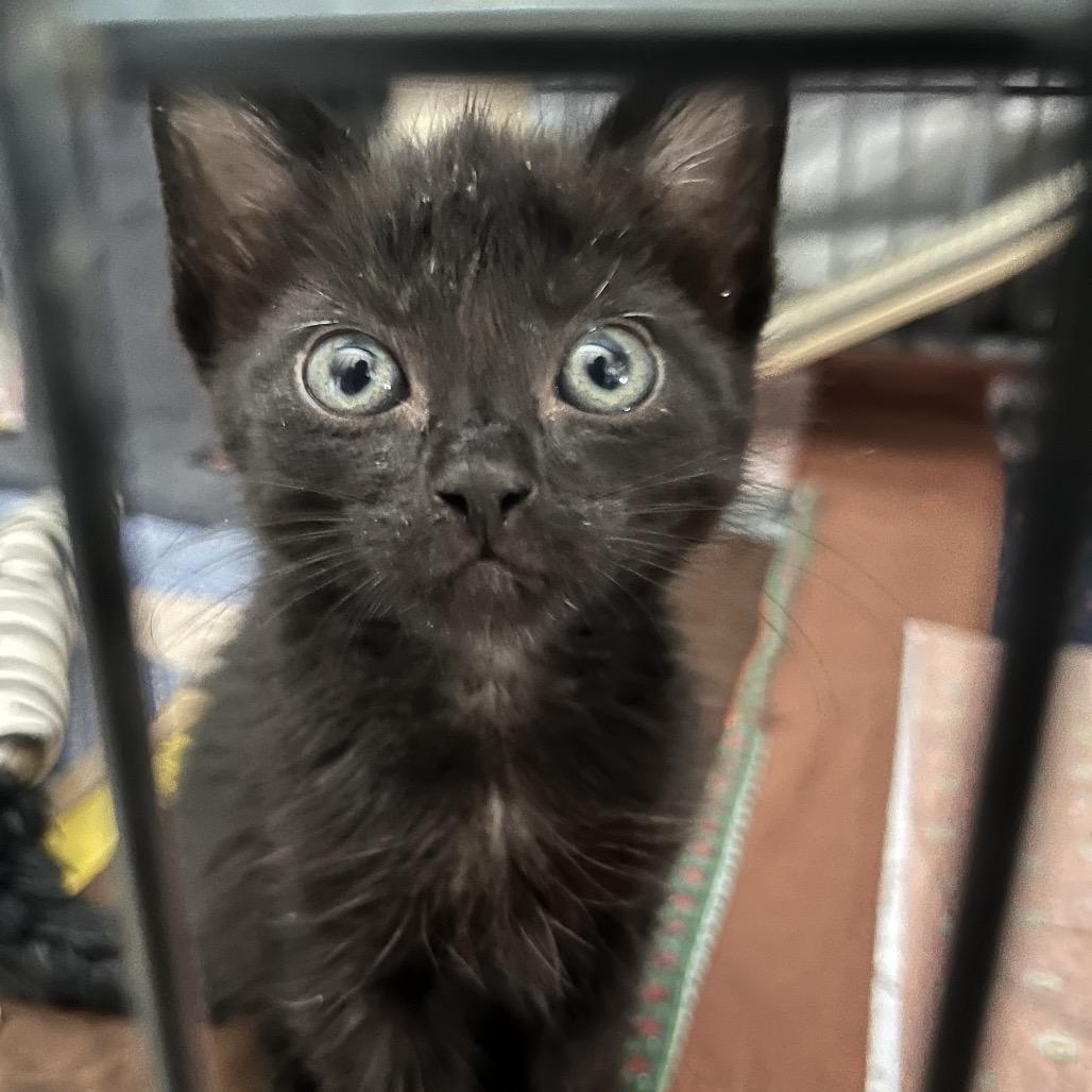Enlarge Reva, a Adoptable Domestic Short Hair in Baker City, OR image 1/1