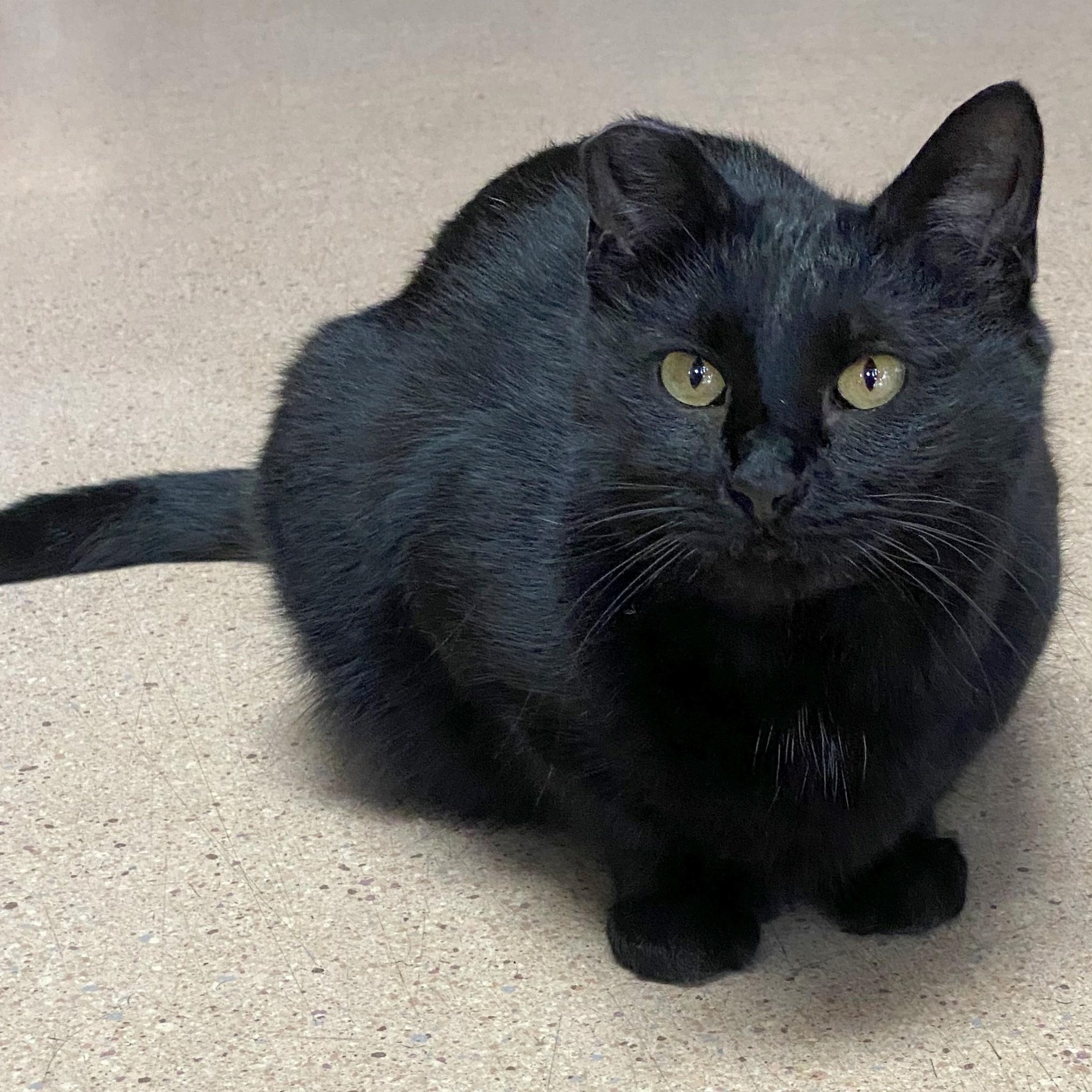 Enlarge Biscotti, a Adoptable Domestic Short Hair in Eugene, OR image 1/3