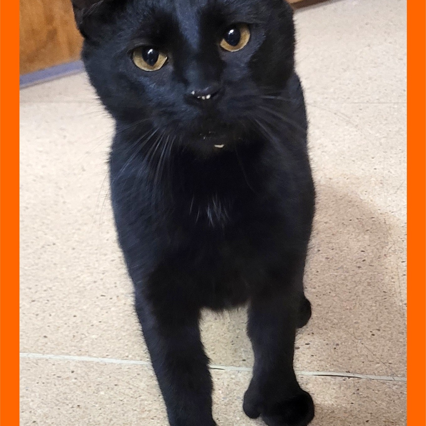 Biscotti, Adoptable, Adult Female Domestic Short Hair.