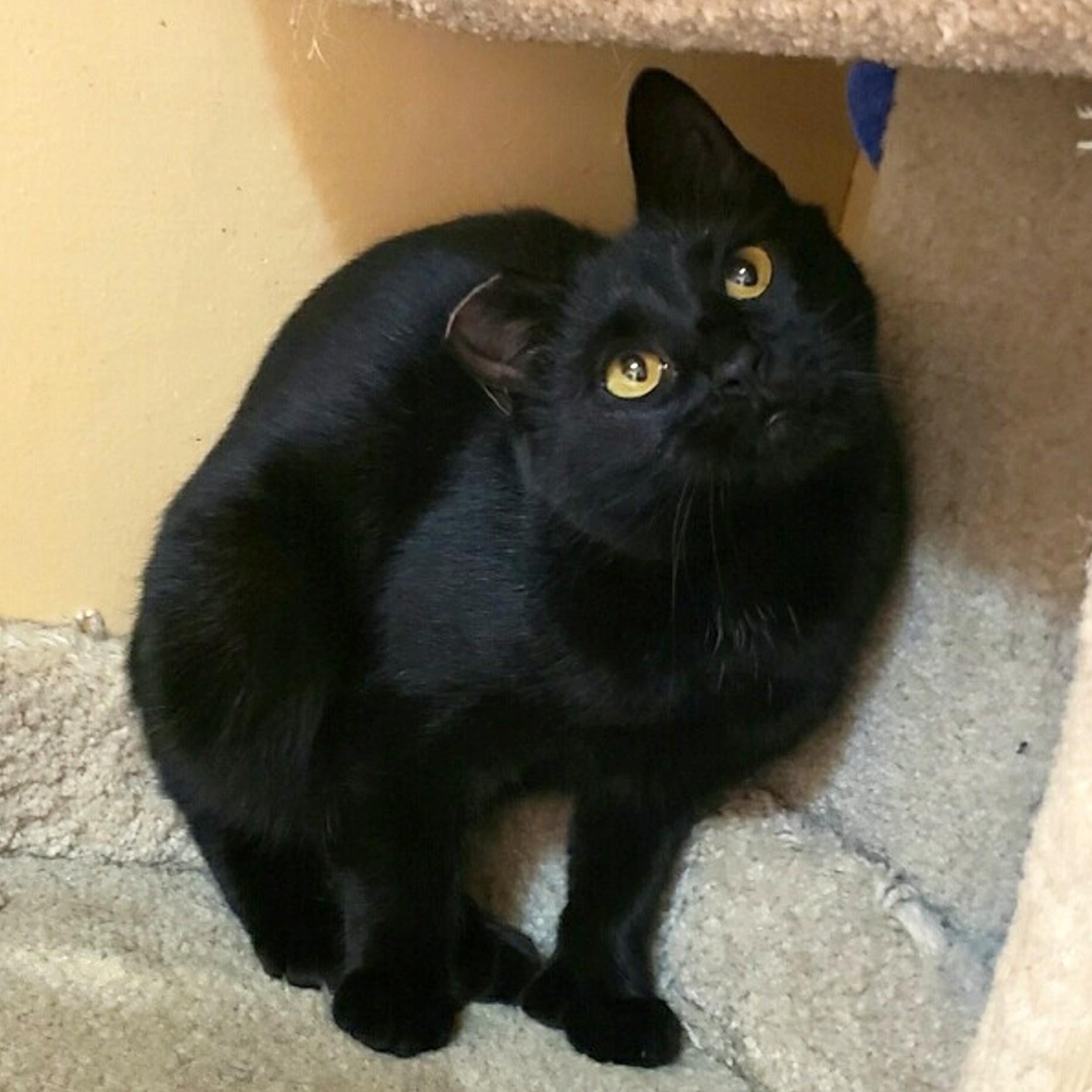 Enlarge Biscotti, a Adoptable Domestic Short Hair in Eugene, OR image 3/3