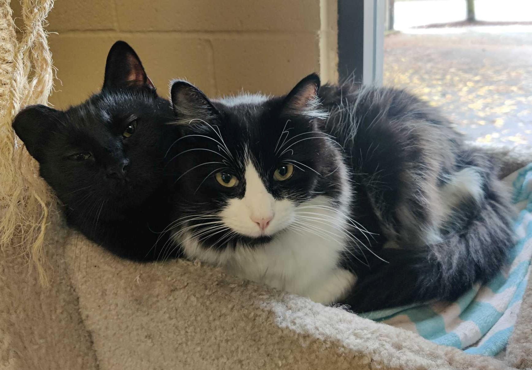 Enlarge Biscotti, a Adoptable Domestic Short Hair in Eugene, OR image 4/4