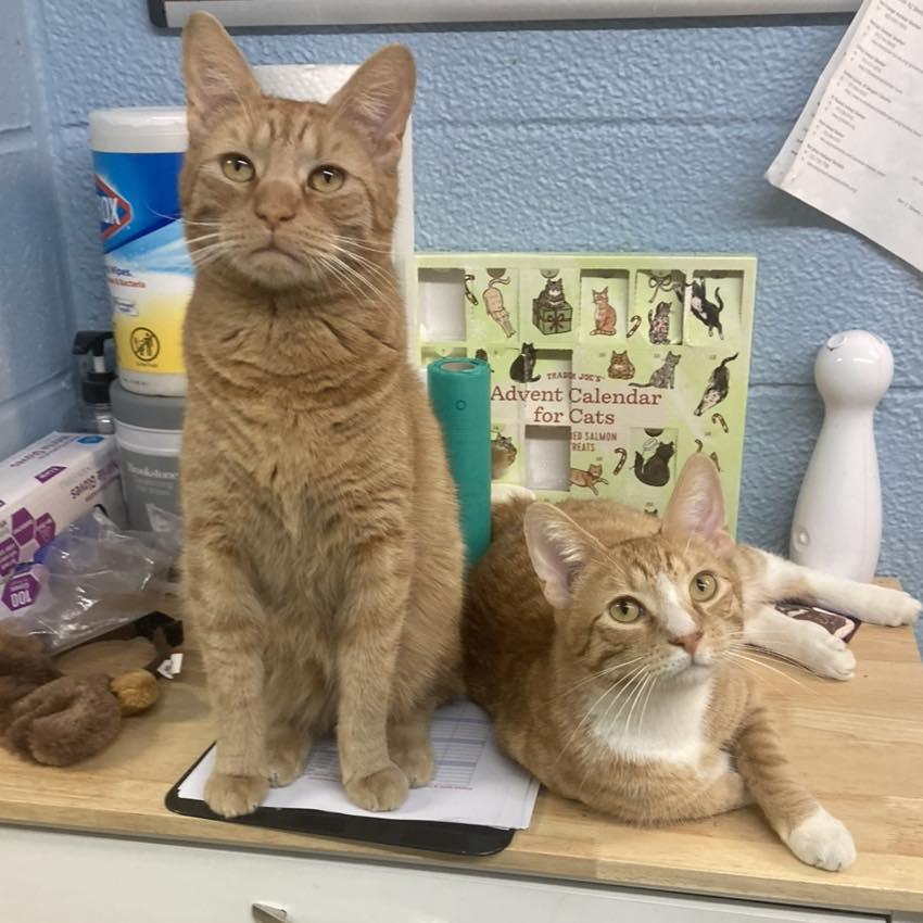Chester & Cheeto, Adoptable, Young Male Domestic Short Hair.